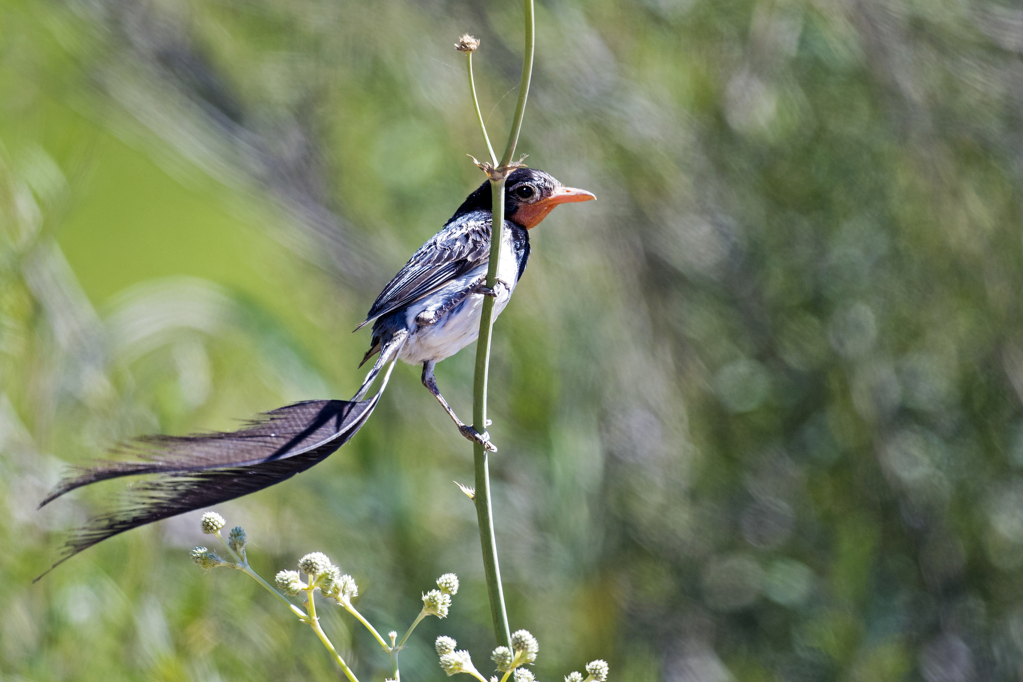 Nikon AF-S Nikkor 800mm F5.6E FL ED VR sample photo. Strange-tailed tyrant photography