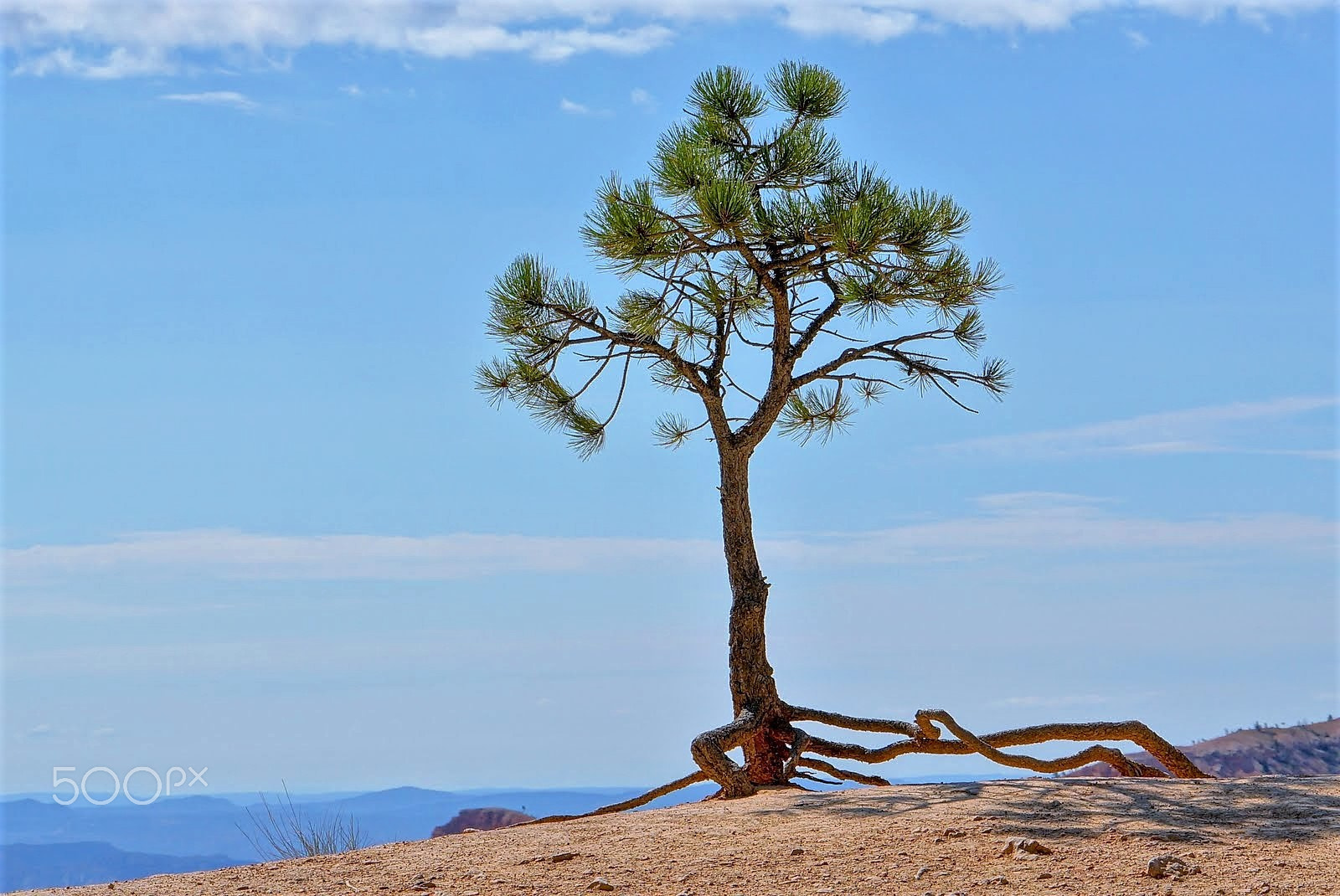 Sony FE 28-70mm F3.5-5.6 OSS sample photo. Bryce canyon tree alone on the rock photography