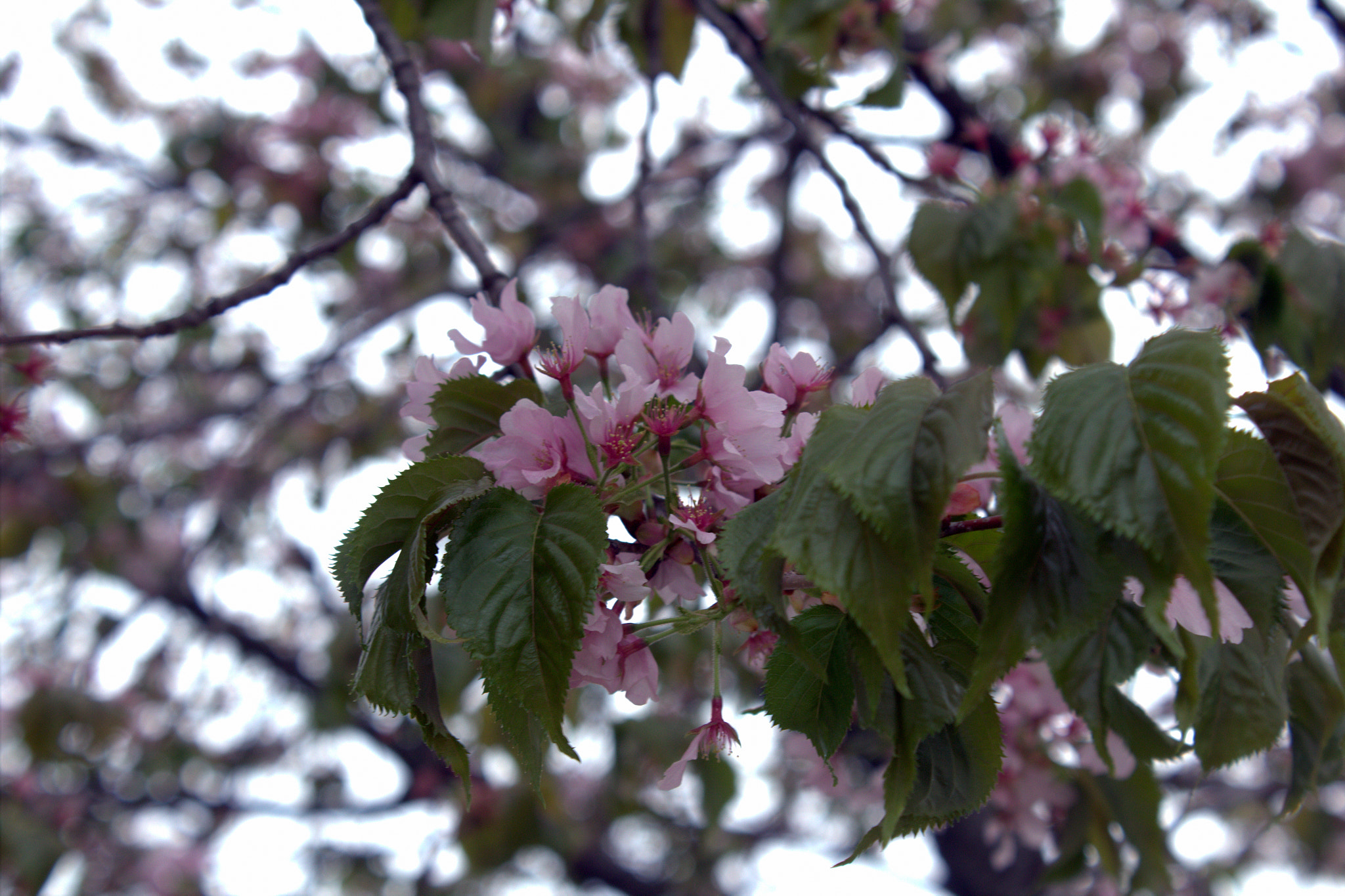 Canon EOS 600D (Rebel EOS T3i / EOS Kiss X5) sample photo. Cherry blossoms 1 photography