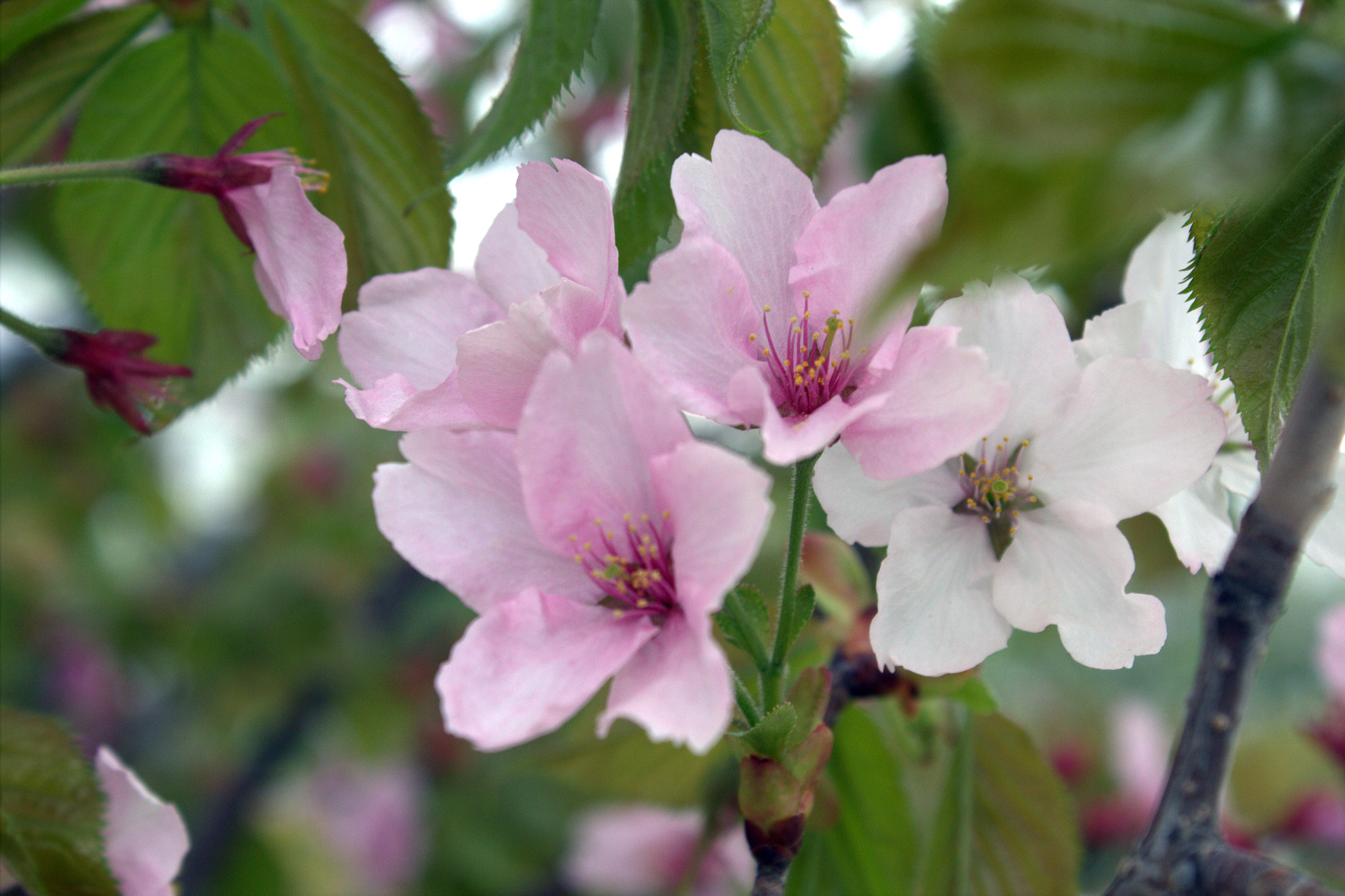 Canon EOS 600D (Rebel EOS T3i / EOS Kiss X5) sample photo. Cherry blossoms 2 photography