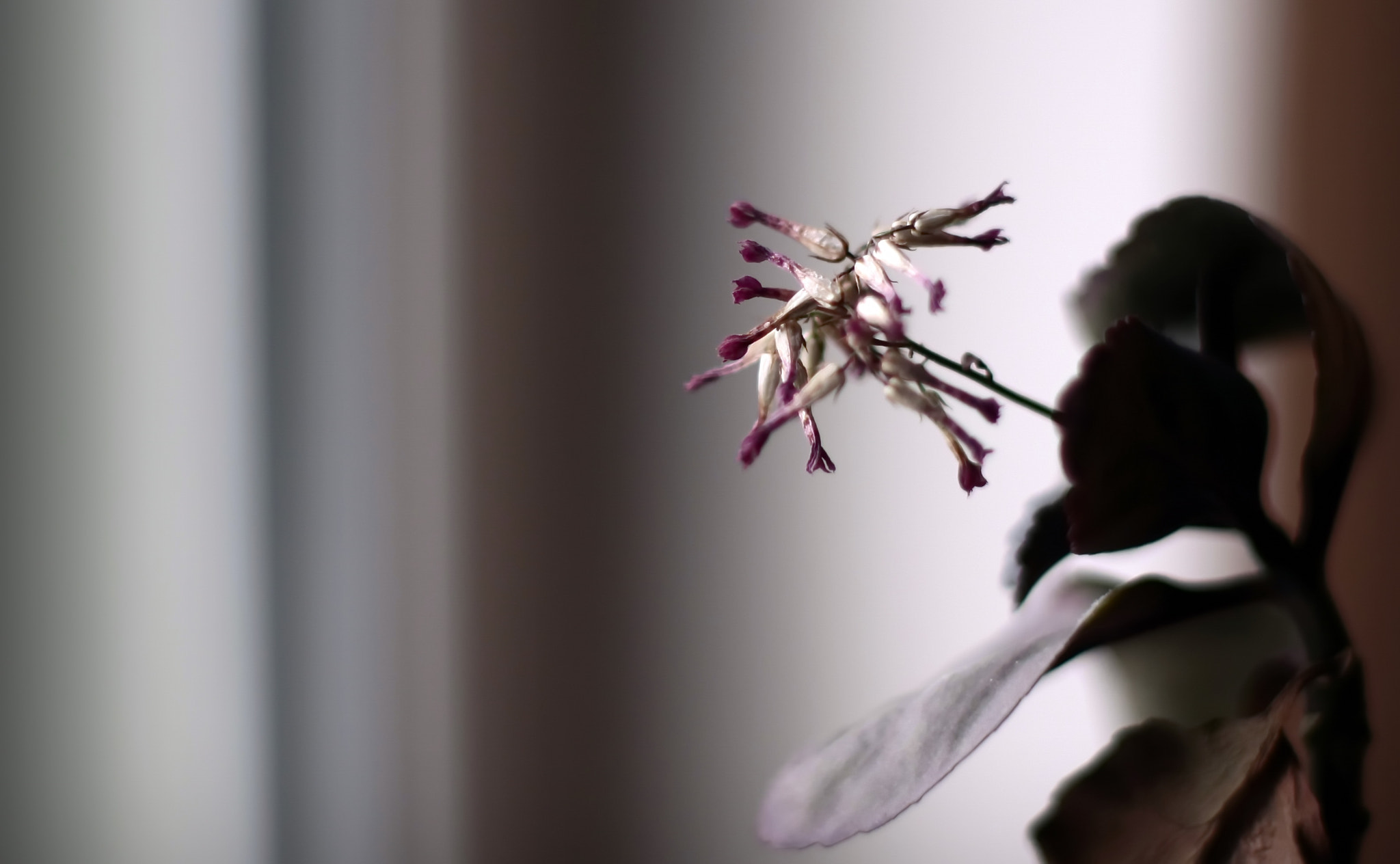 Canon EF 35-80mm f/4-5.6 sample photo. Testing the pentax m 50mm 1.4 photography