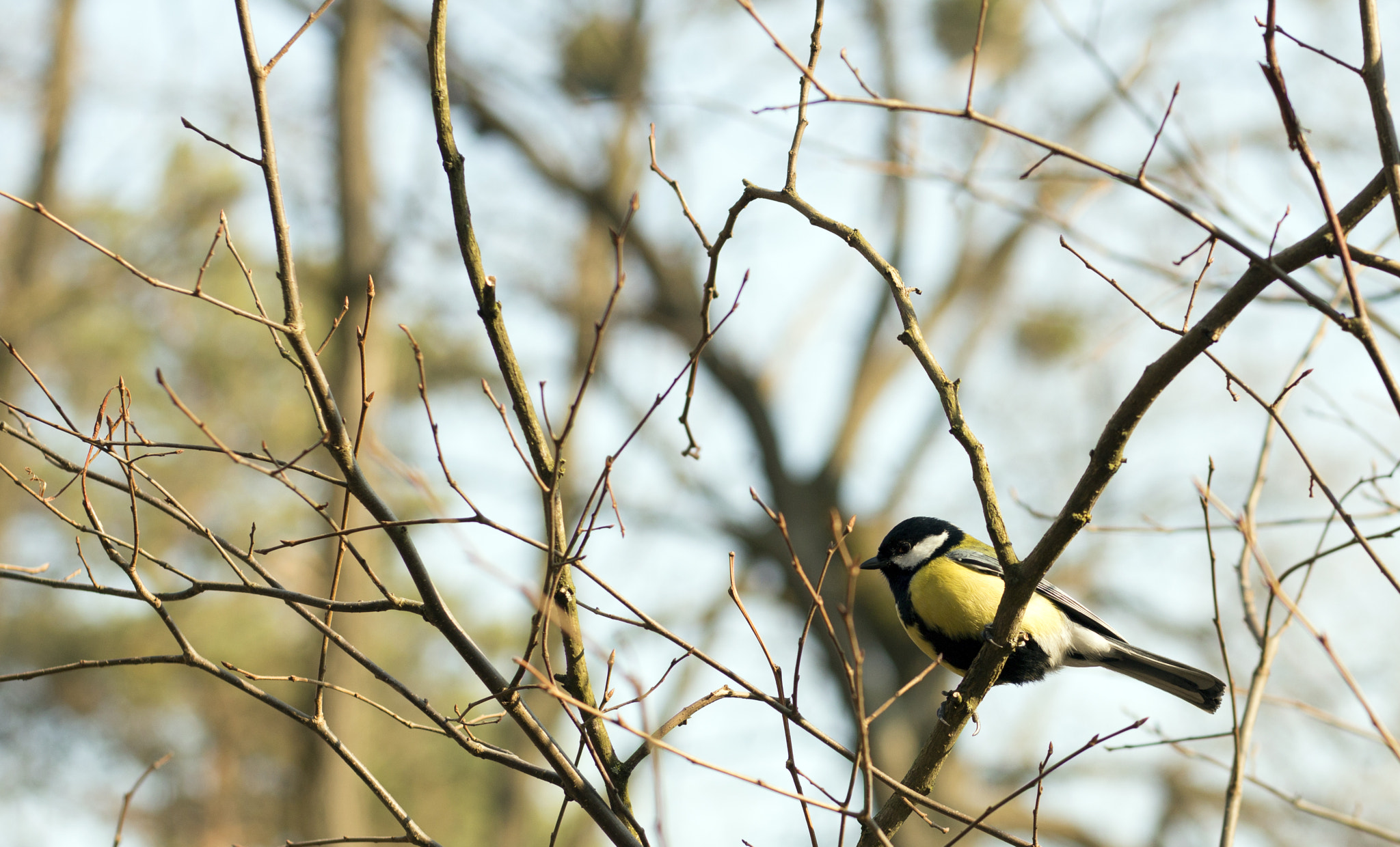 Canon EOS 650D (EOS Rebel T4i / EOS Kiss X6i) + Canon EF 50mm F1.8 STM sample photo. Great tit on a  bush photography