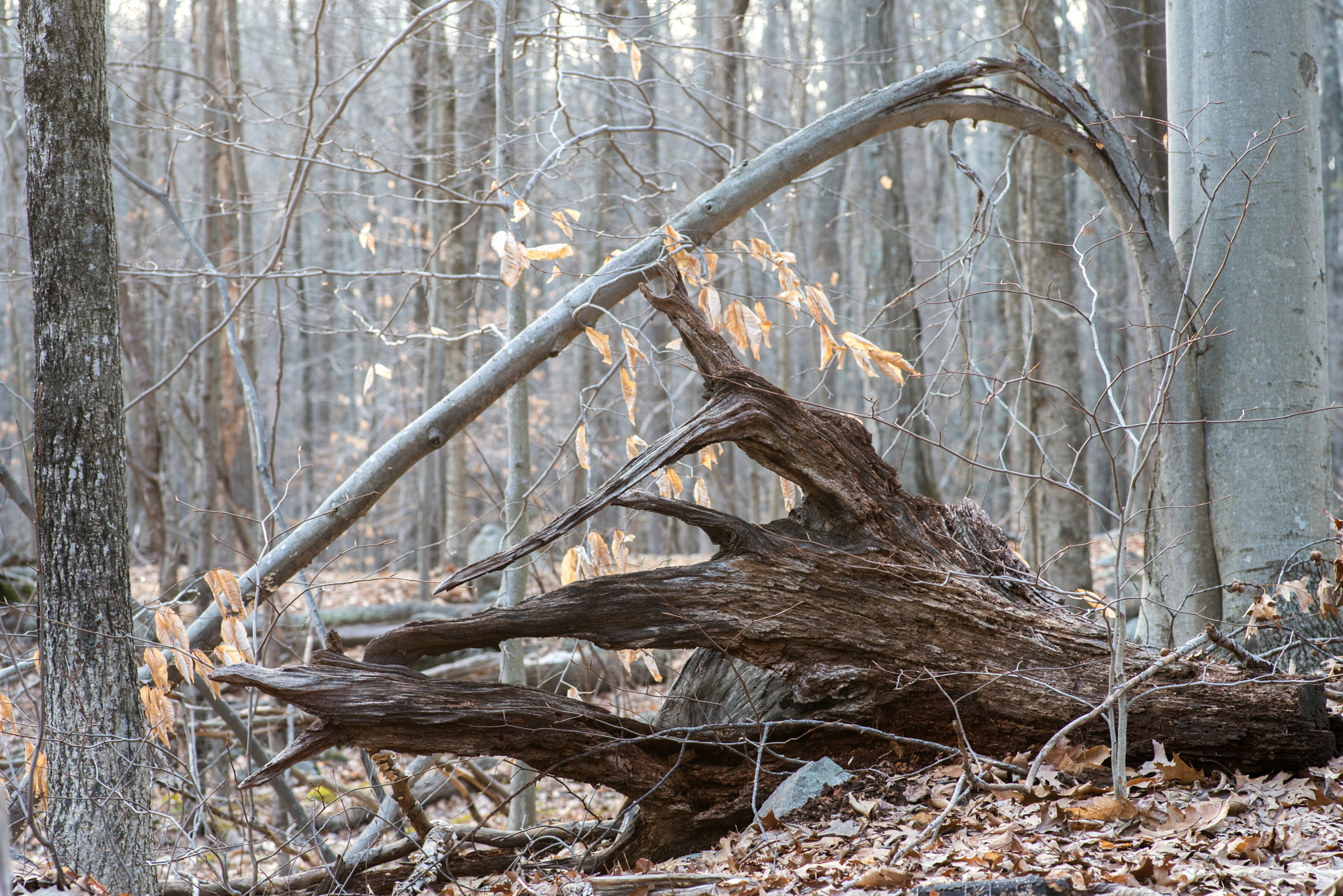 Pentax K-1 sample photo. Stages (life and death) photography