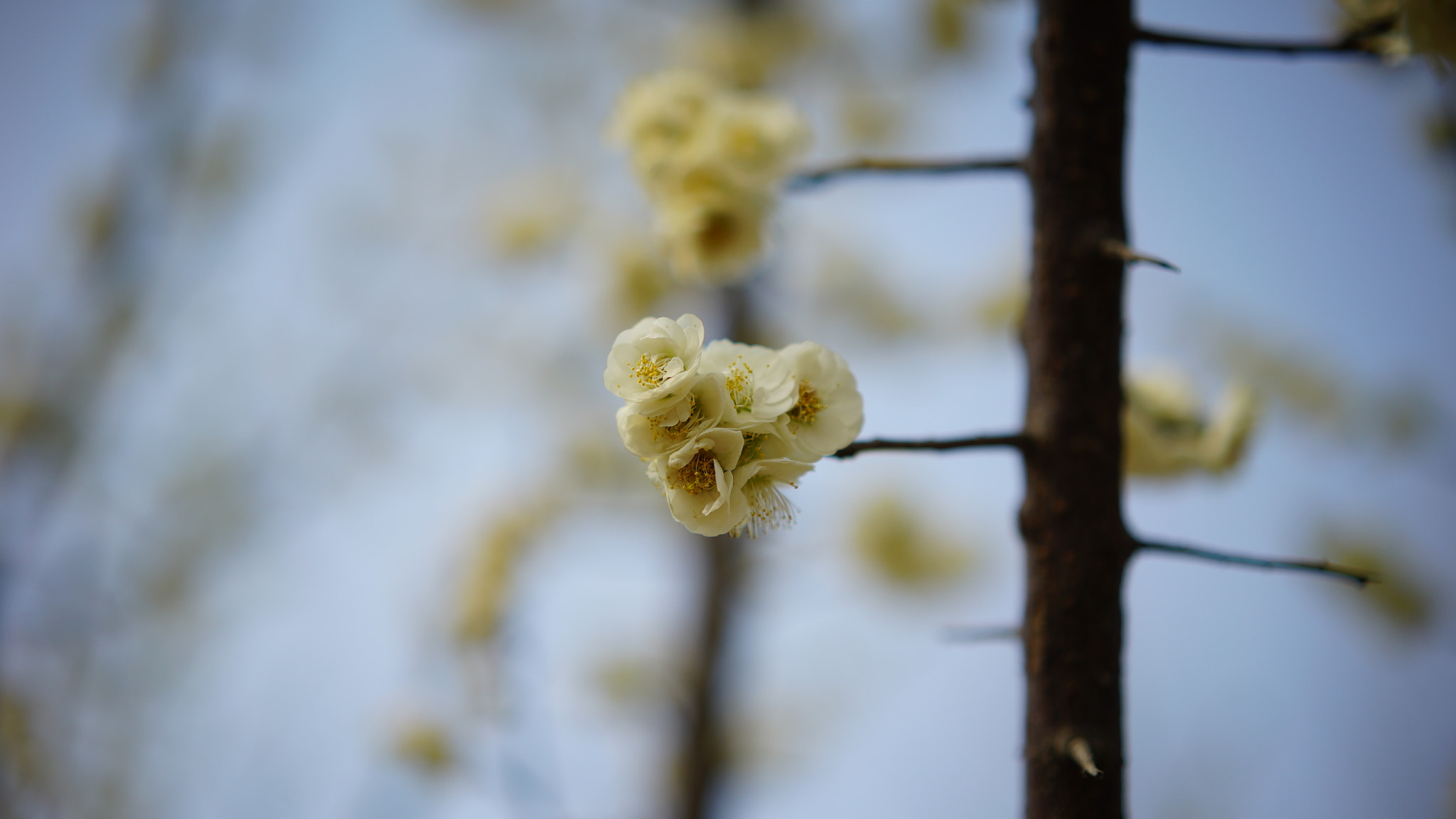 Sony a7S + Sony Sonnar T* FE 55mm F1.8 ZA sample photo