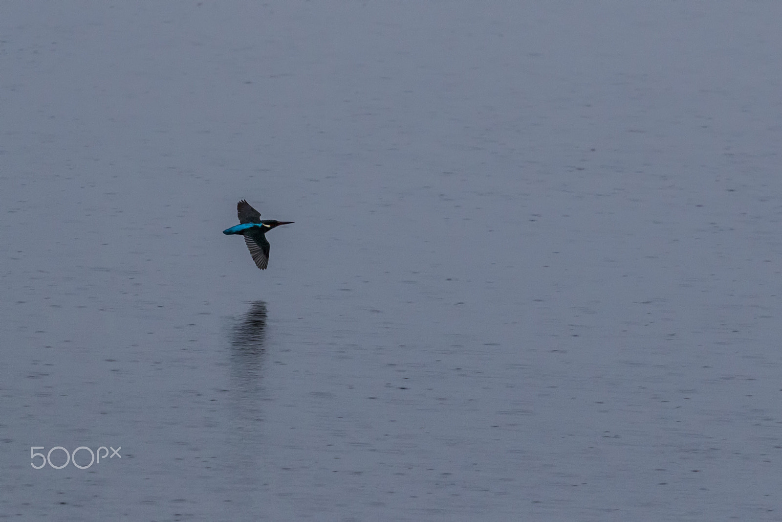 Canon EOS 70D + Canon EF 70-200mm F4L USM sample photo. Kingfisher photography