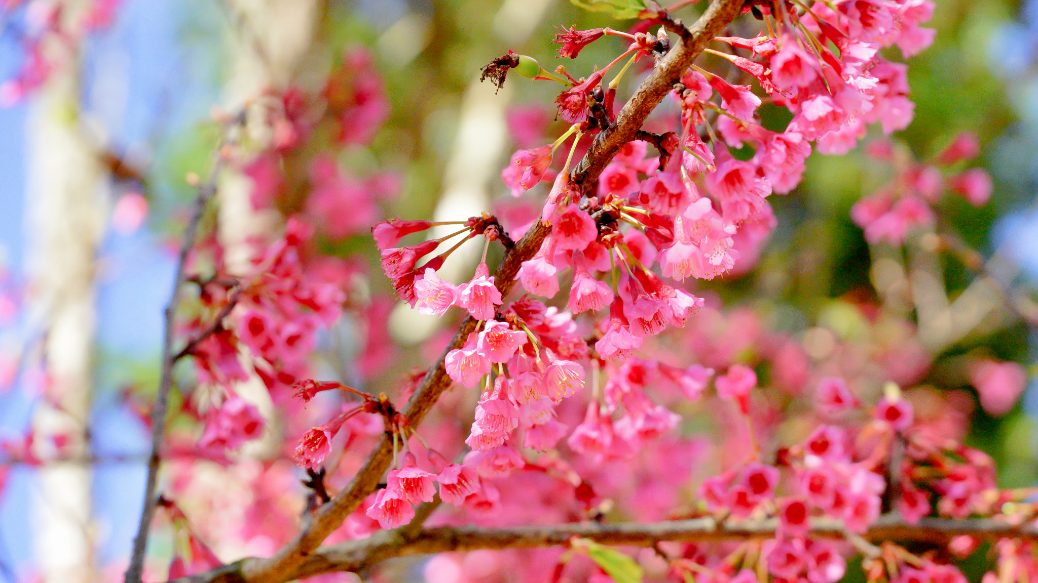 Sony a7 + Sony FE 90mm F2.8 Macro G OSS sample photo. Dsc photography