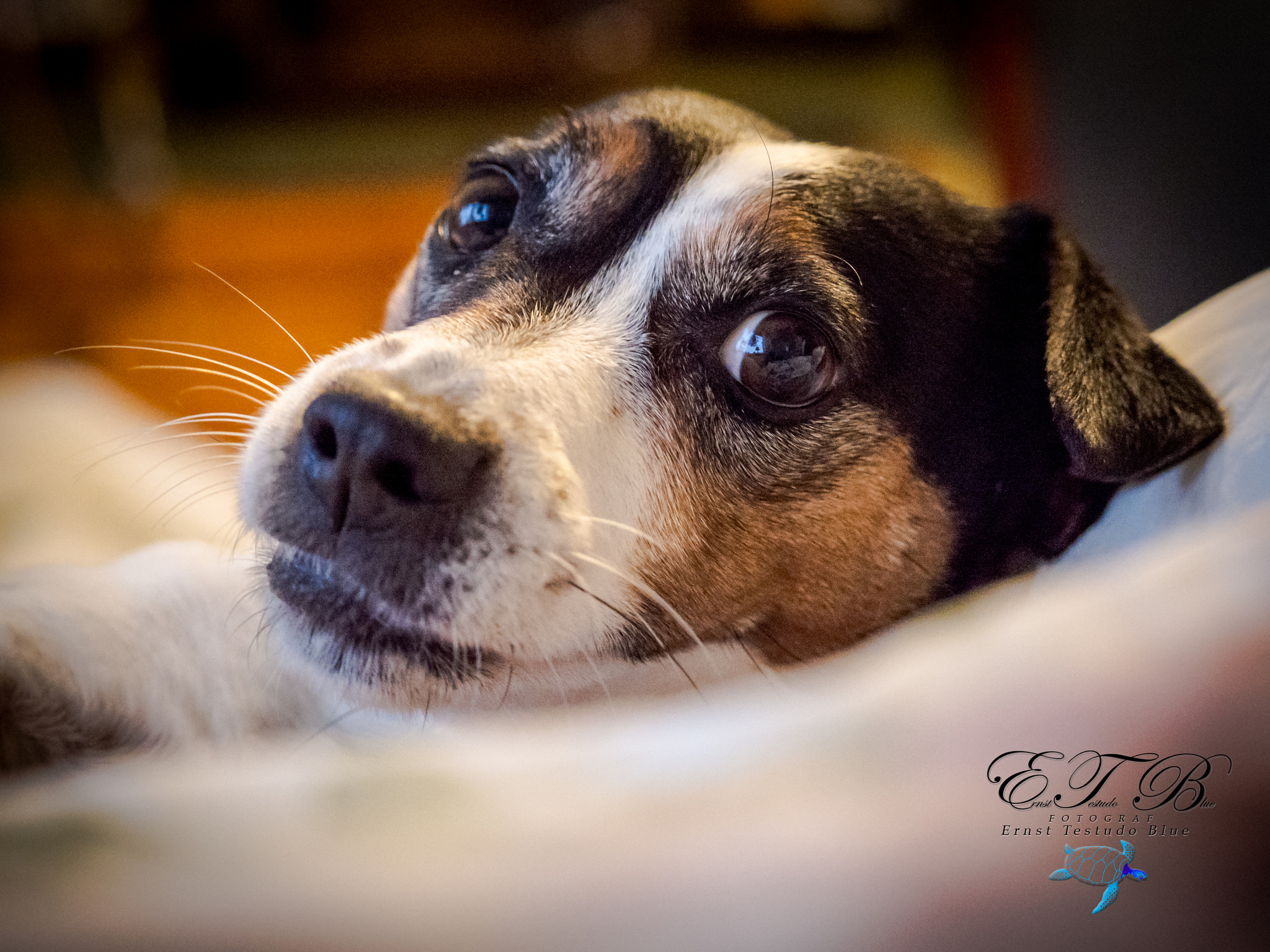 Olympus OM-D E-M1 Mark II + Olympus M.Zuiko Digital ED 40-150mm F2.8 Pro sample photo. Jackrussel terrier photography