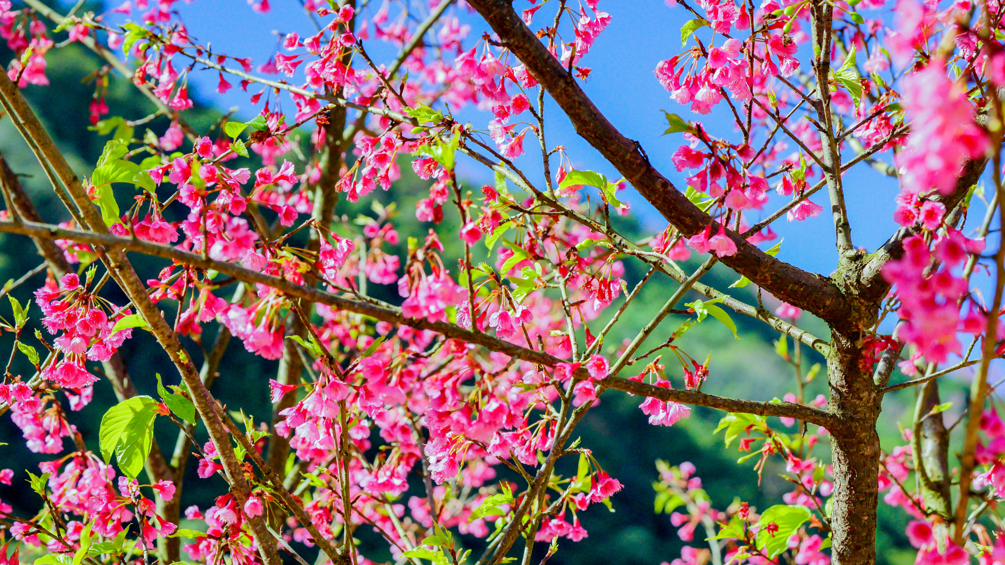 Sony a7 + Sony FE 90mm F2.8 Macro G OSS sample photo. Dsc photography