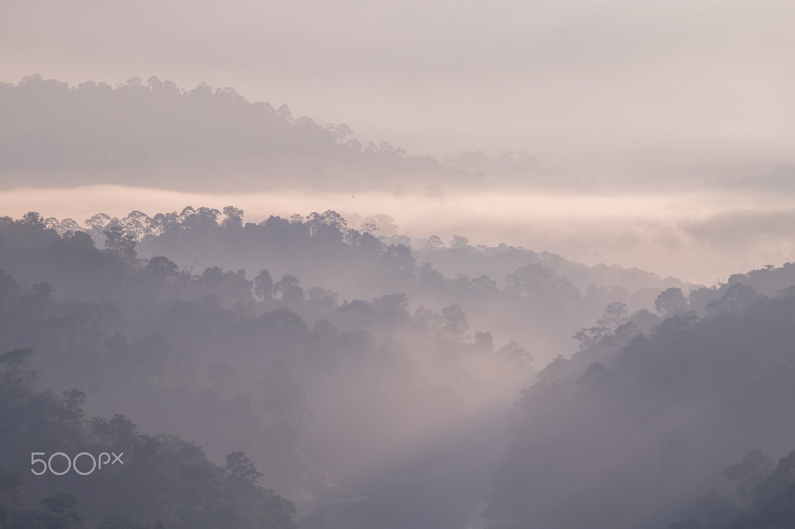 Canon EOS 760D (EOS Rebel T6s / EOS 8000D) sample photo. Foggy view around the trees photography