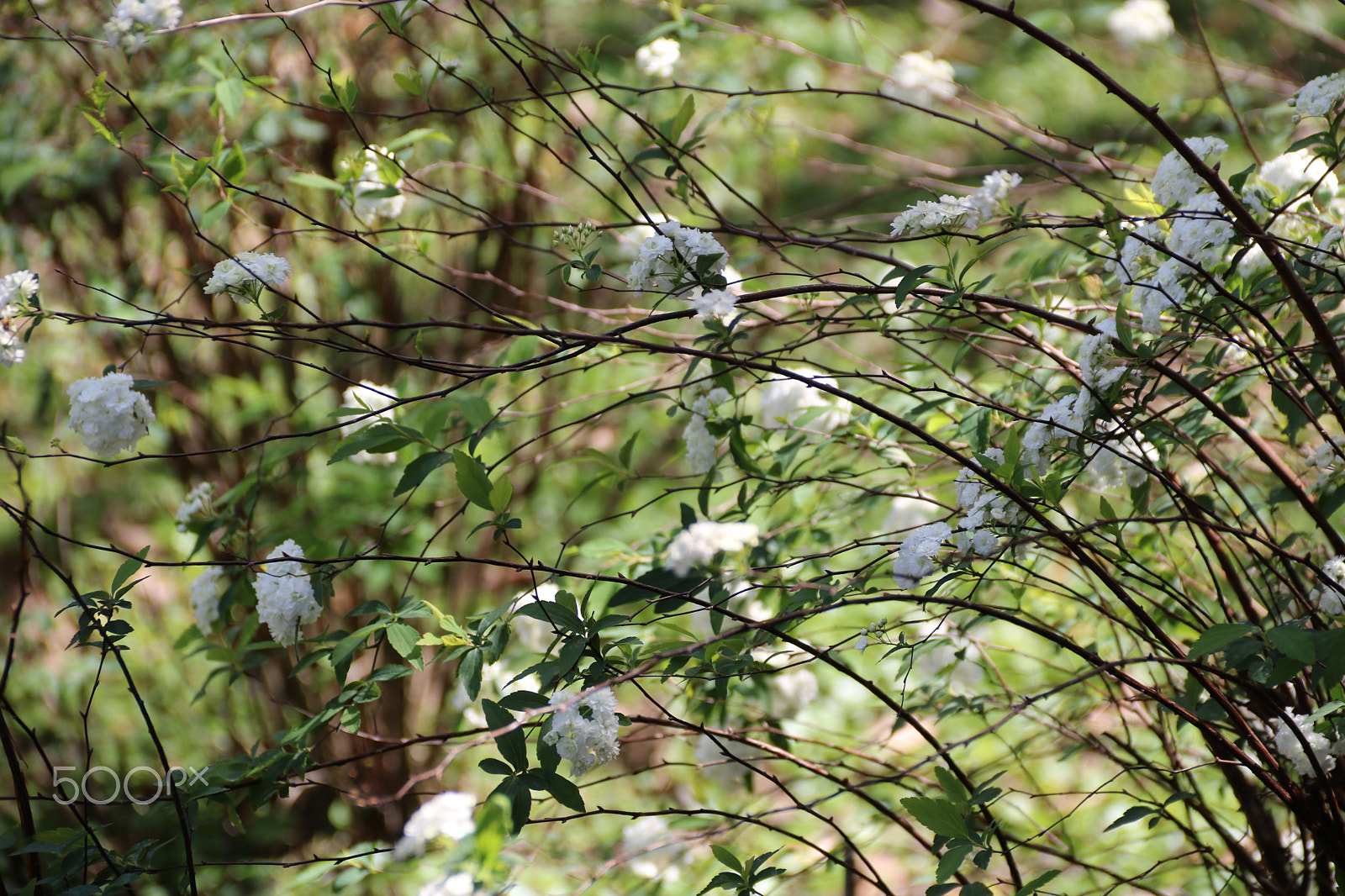Canon EOS 750D (EOS Rebel T6i / EOS Kiss X8i) sample photo. Pom pom bushes 3886 photography
