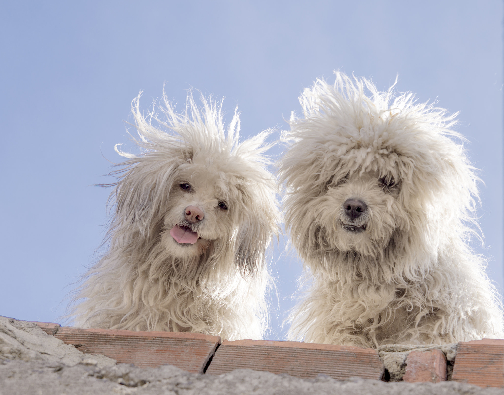 Nikon D7200 sample photo. Lucy & Çiko :) photography