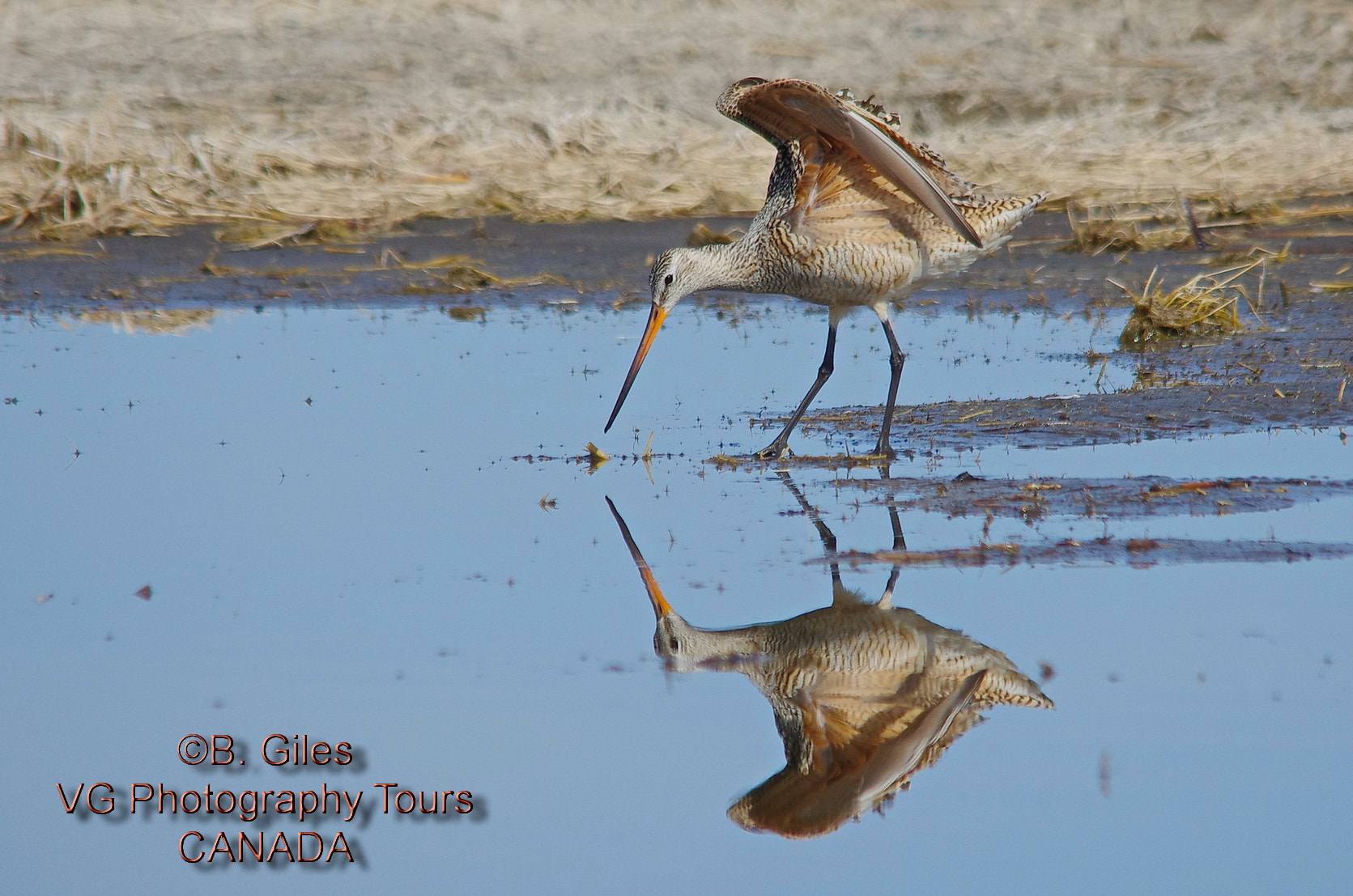 Pentax K-5 IIs + Sigma 150-500mm F5-6.3 DG OS HSM sample photo. Feeding godwit photography