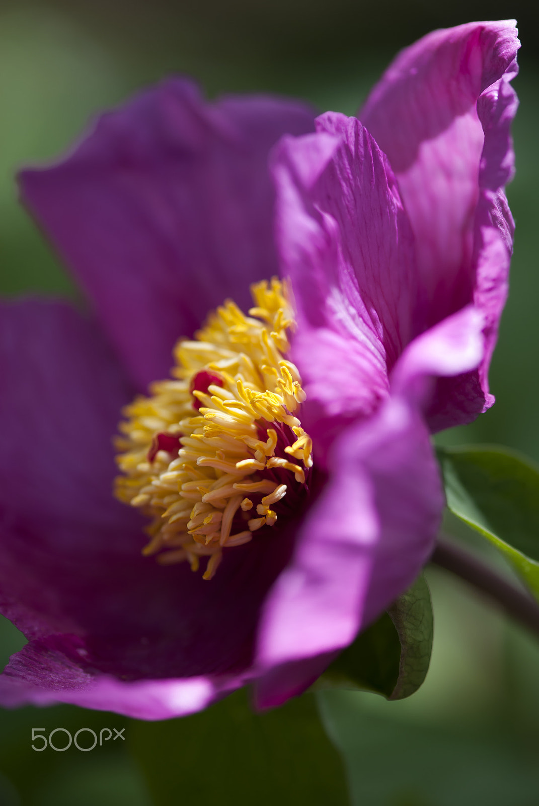 Nikon AF-S Micro-Nikkor 105mm F2.8G IF-ED VR sample photo. Peony macro photography