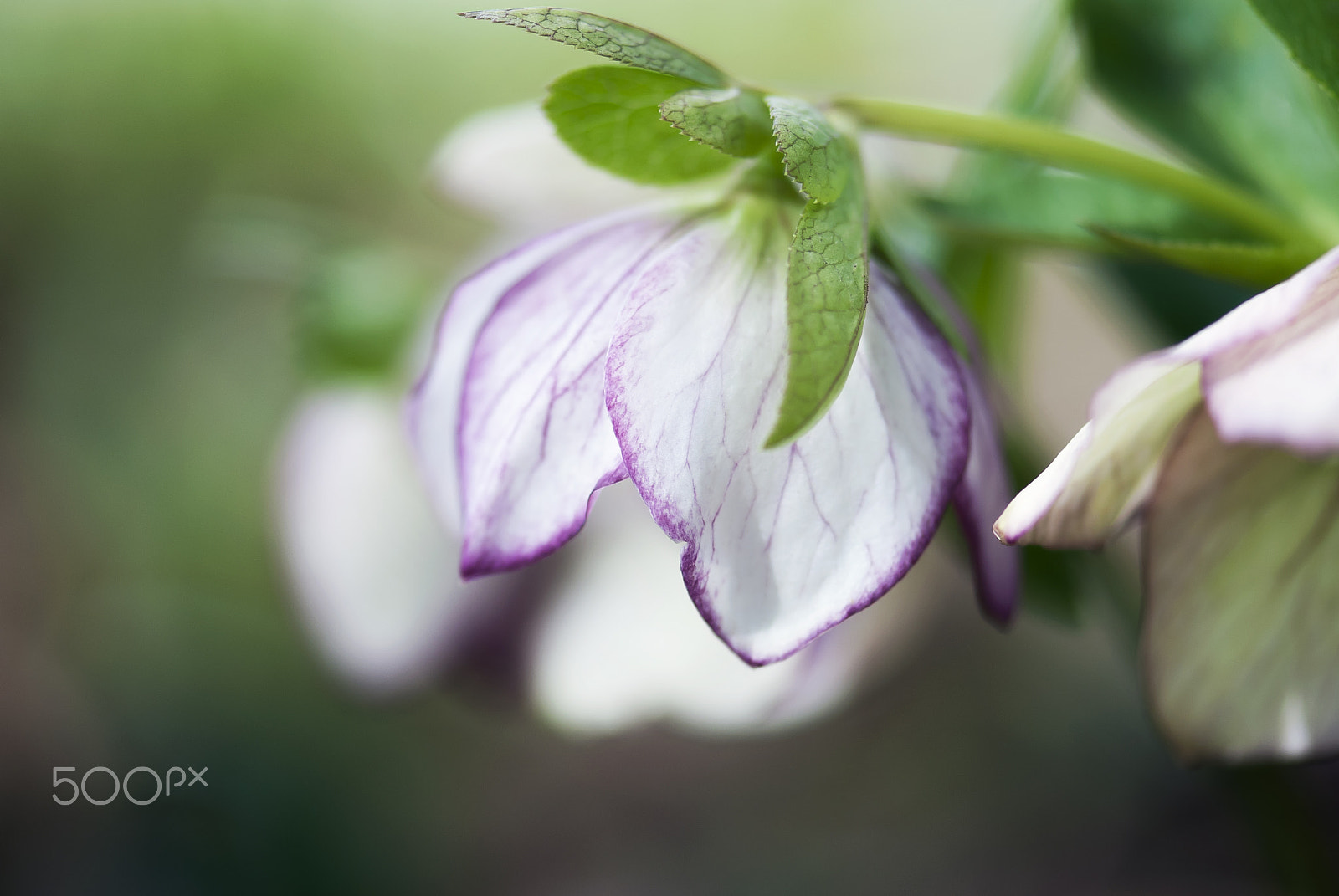 Nikon AF-S Micro-Nikkor 105mm F2.8G IF-ED VR sample photo. Pink and white lenten rose photography