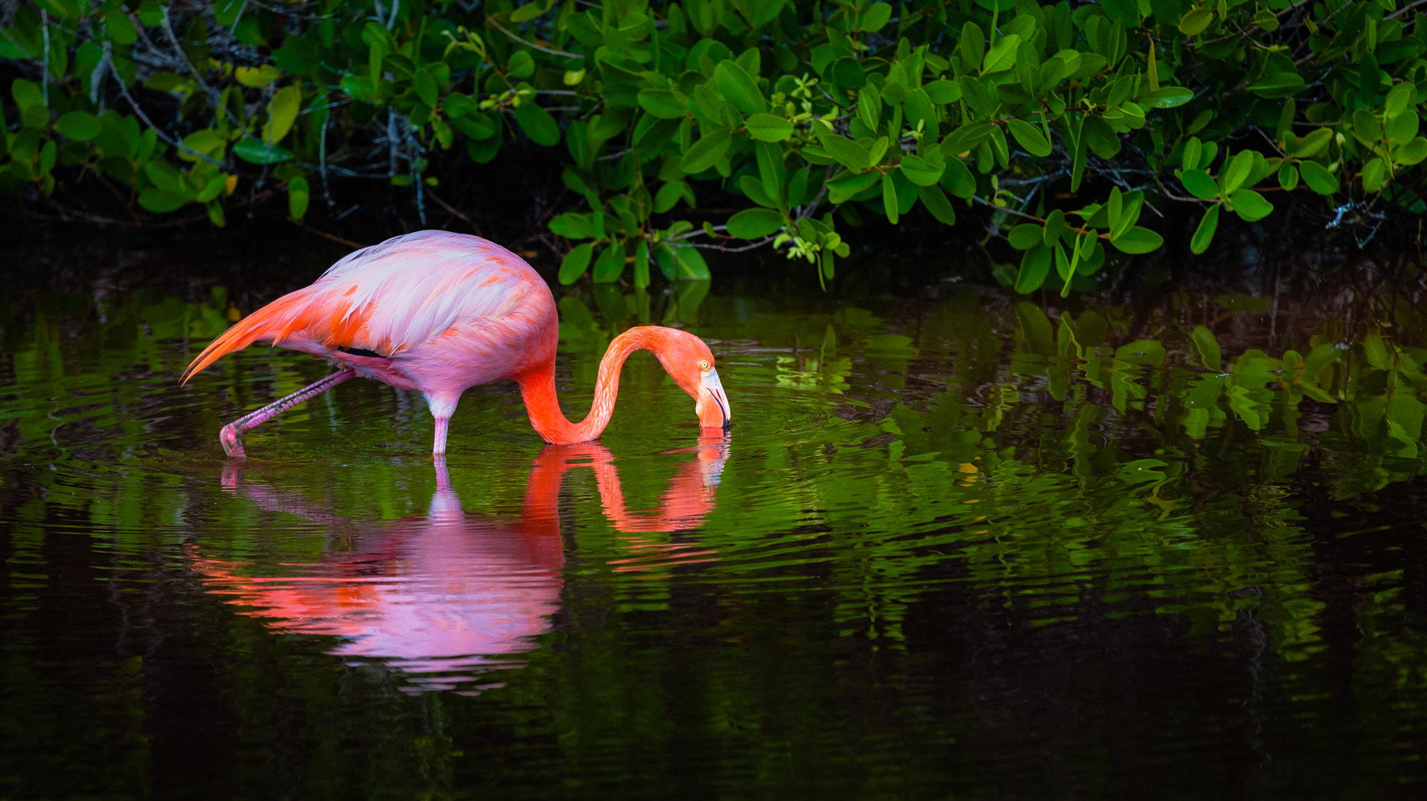 Canon EOS 5D Mark II sample photo. Pink flamingo photography