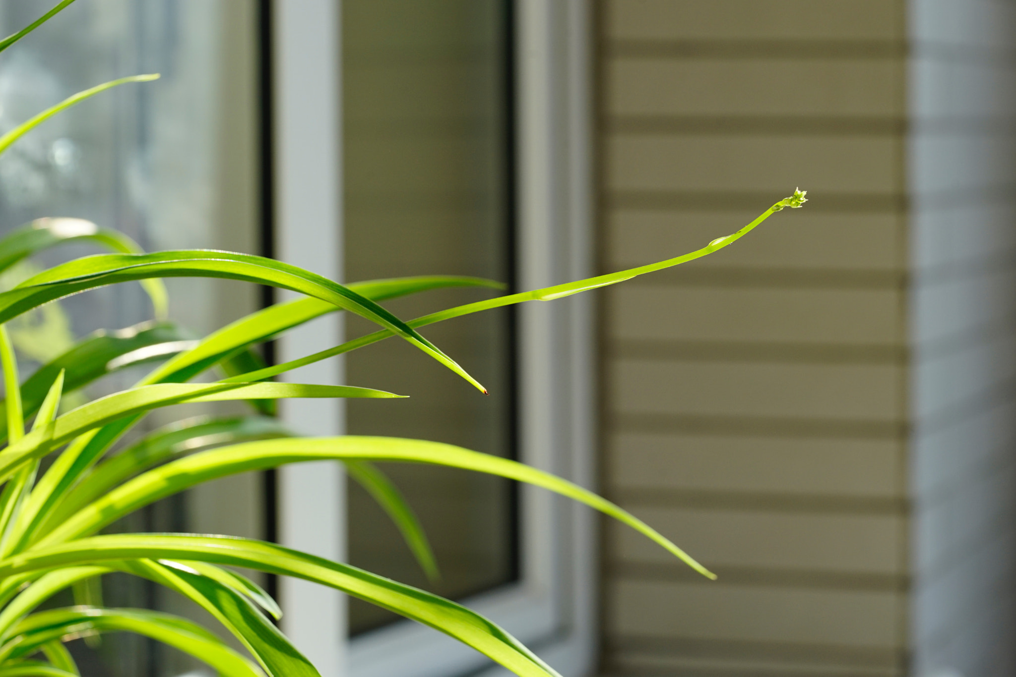 Sony a7 II + Sony FE 90mm F2.8 Macro G OSS sample photo. 一丛日光 photography