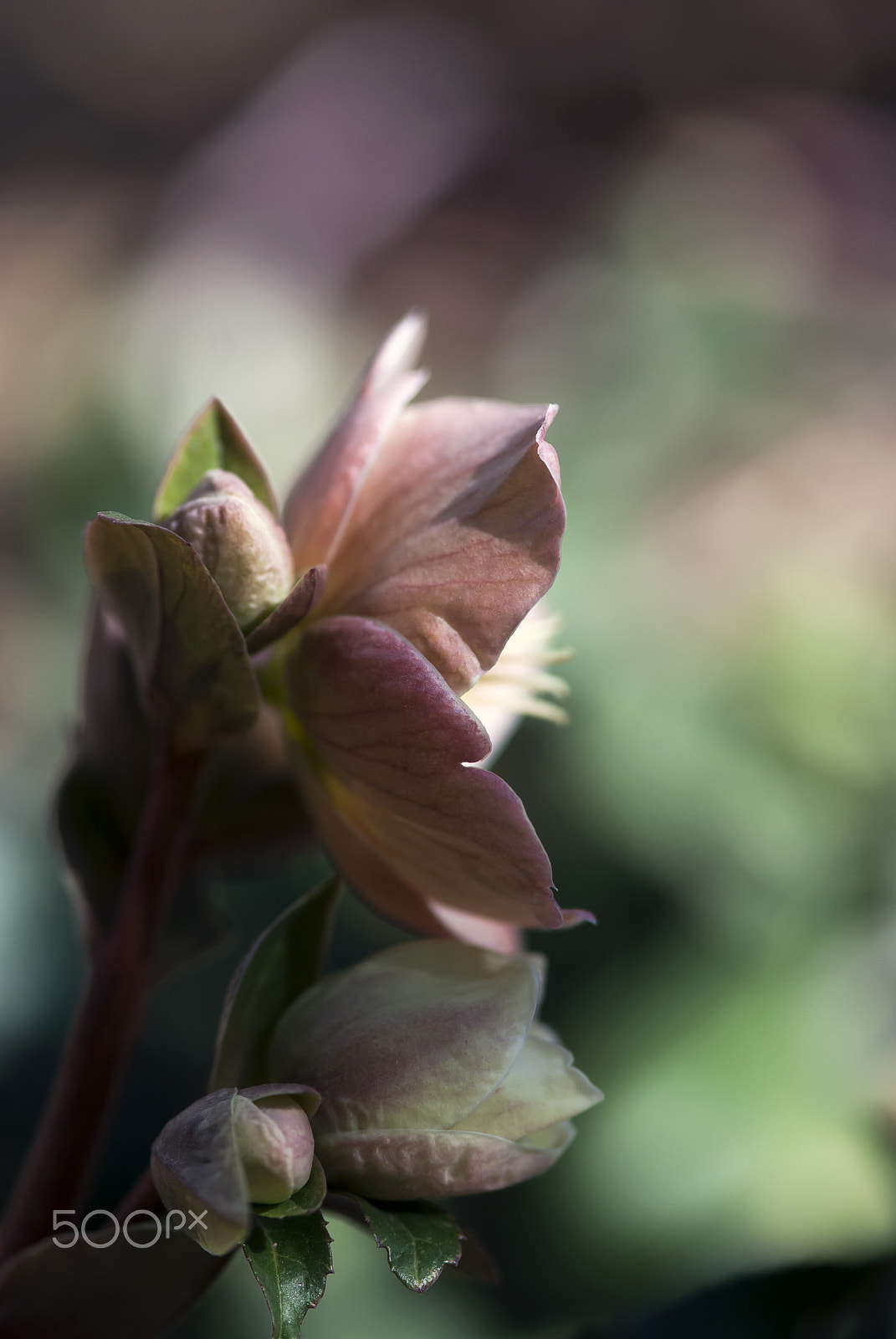 Nikon AF-S Micro-Nikkor 105mm F2.8G IF-ED VR sample photo. Pink hellebore flower photography