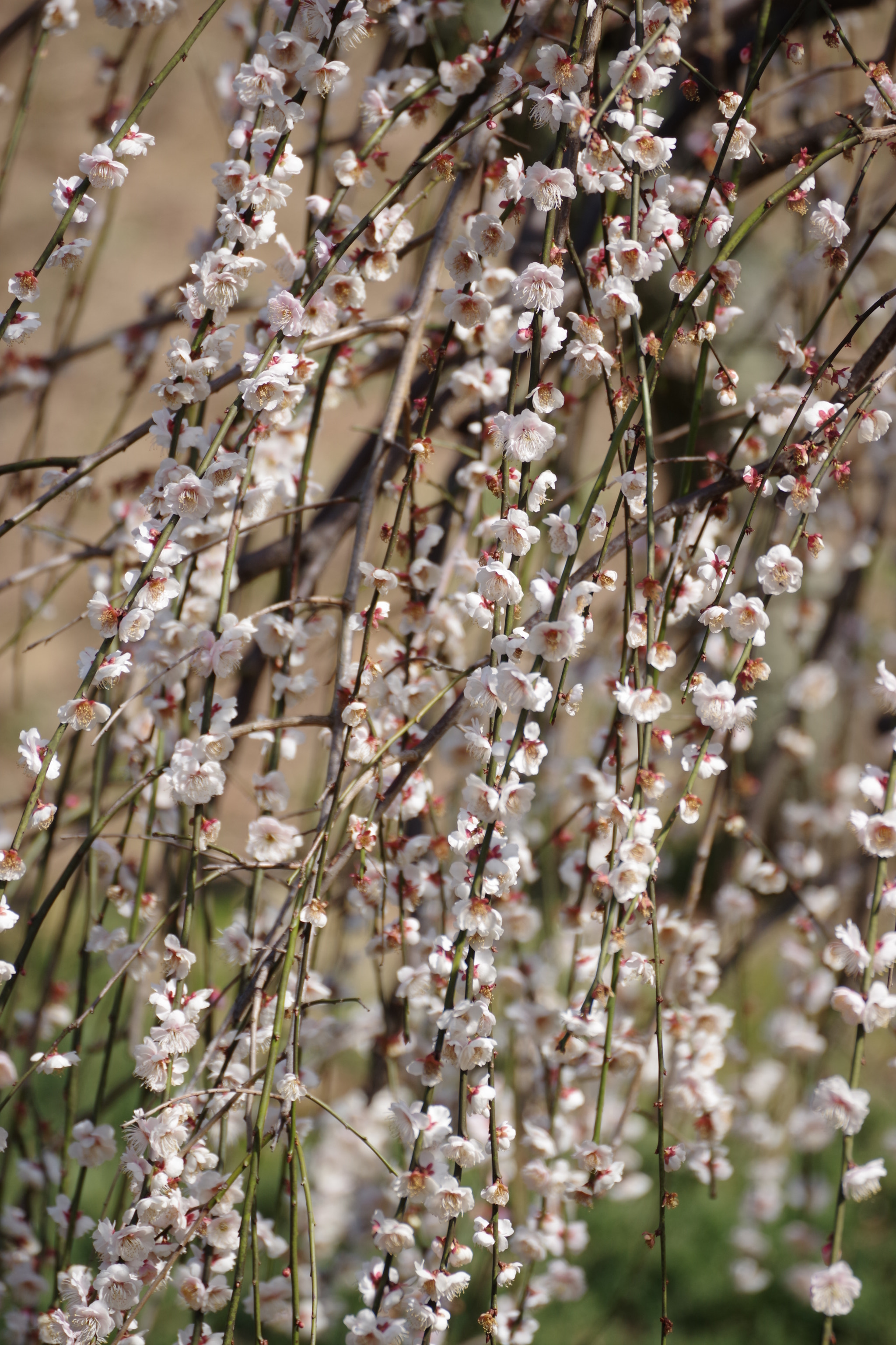 Pentax K-70 sample photo. Ume 2017-2 photography