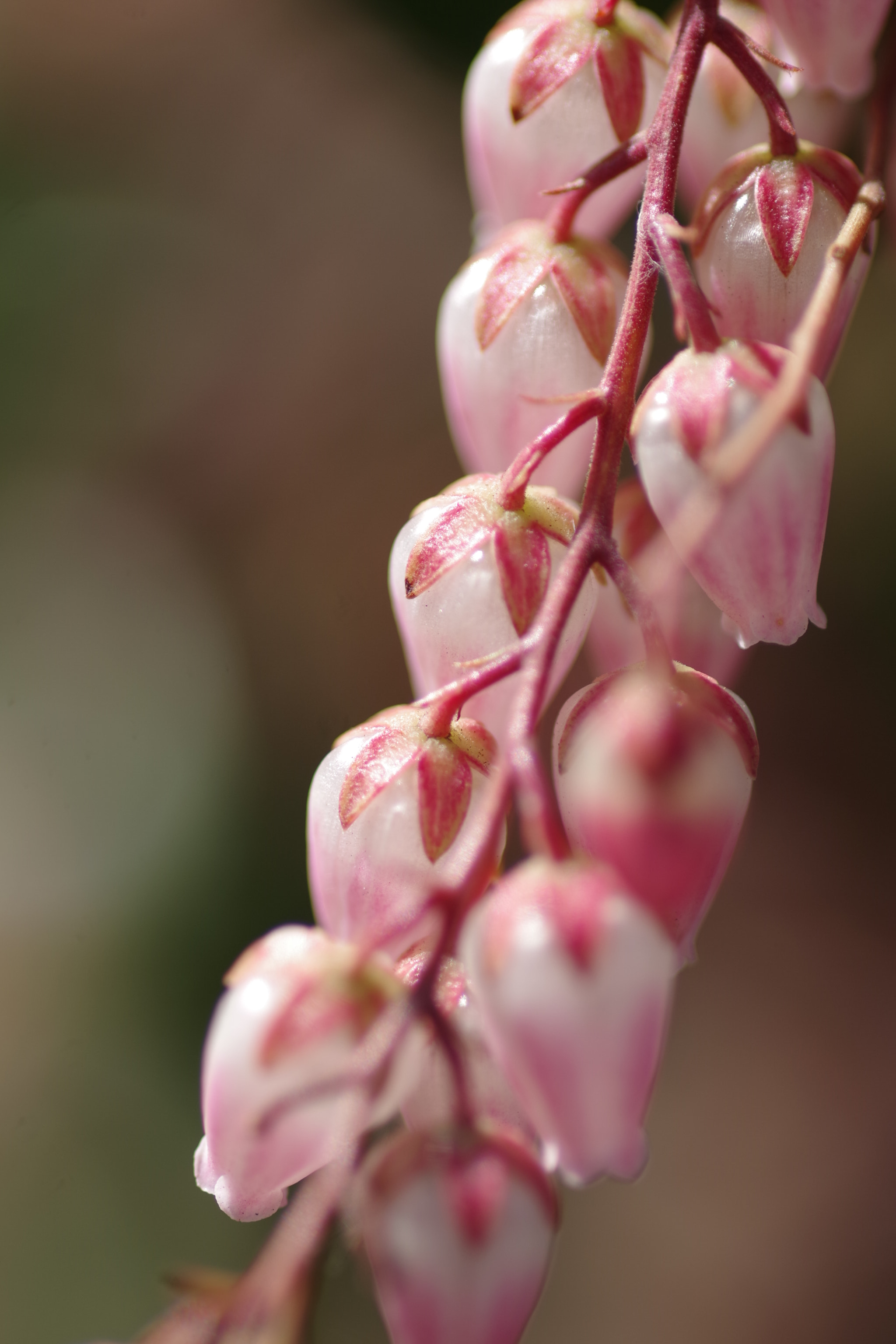 Pentax K-S2 + Pentax smc D-FA 100mm F2.8 Macro WR sample photo. Pieris japonica (馬酔木) 2017-2 photography