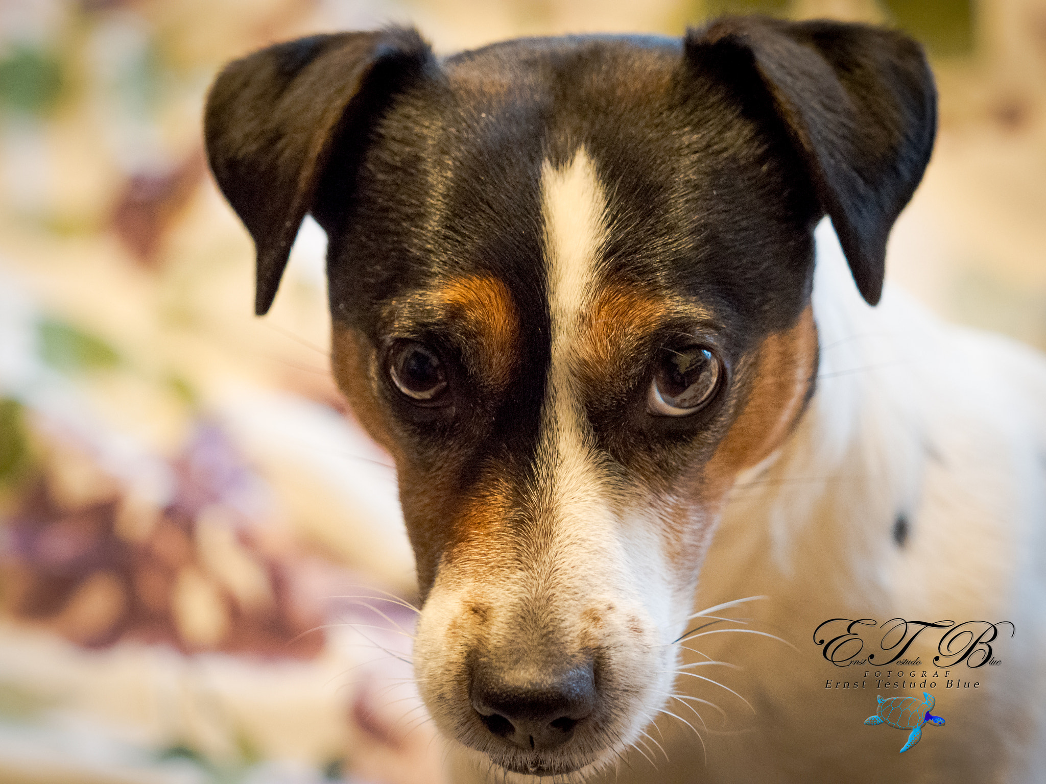 Olympus OM-D E-M1 Mark II + Olympus M.Zuiko Digital ED 40-150mm F2.8 Pro sample photo. Jackrussel terrier photography