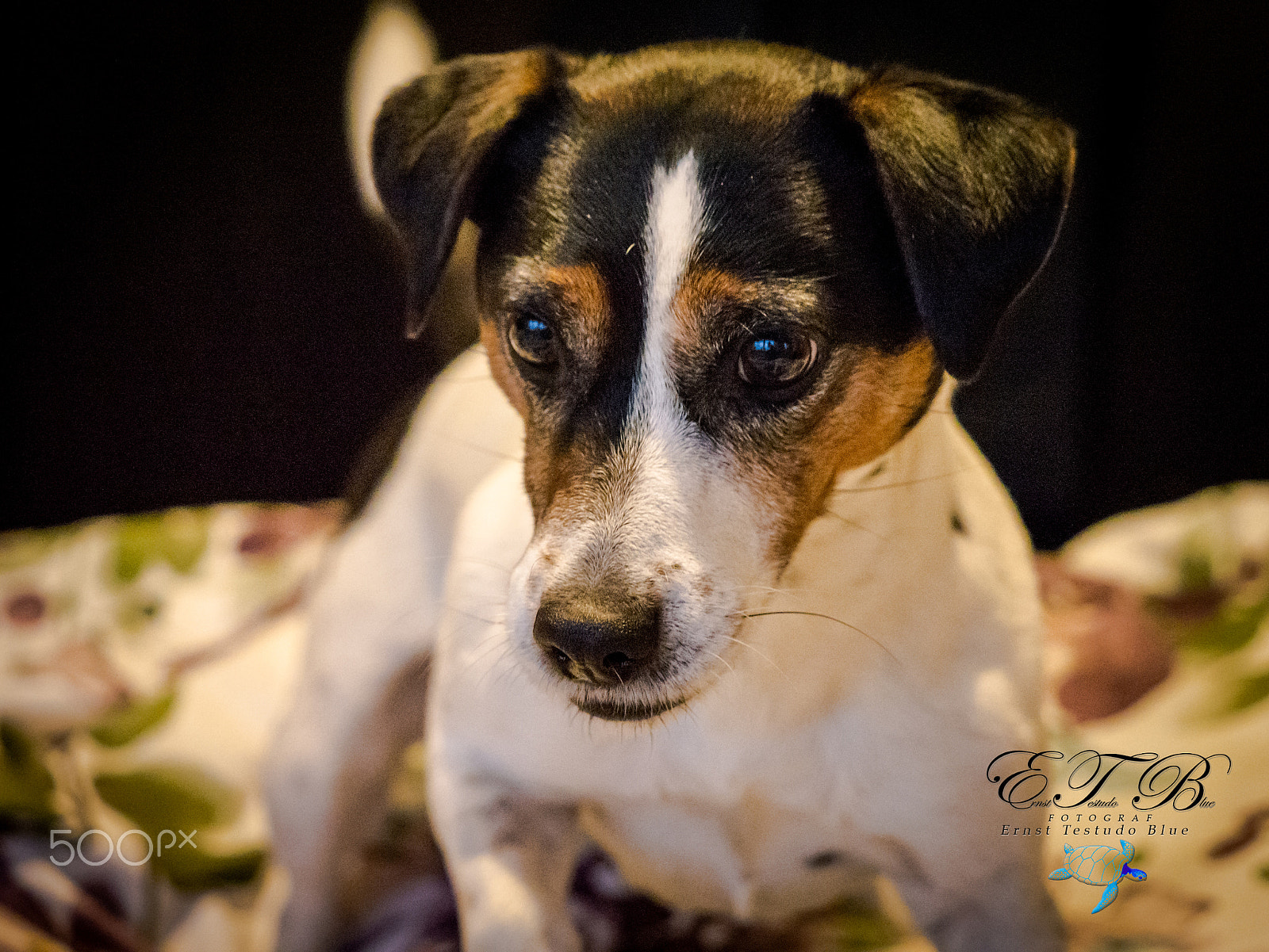 Olympus OM-D E-M1 Mark II + Olympus M.Zuiko Digital ED 40-150mm F2.8 Pro sample photo. Jackrussel terrier photography