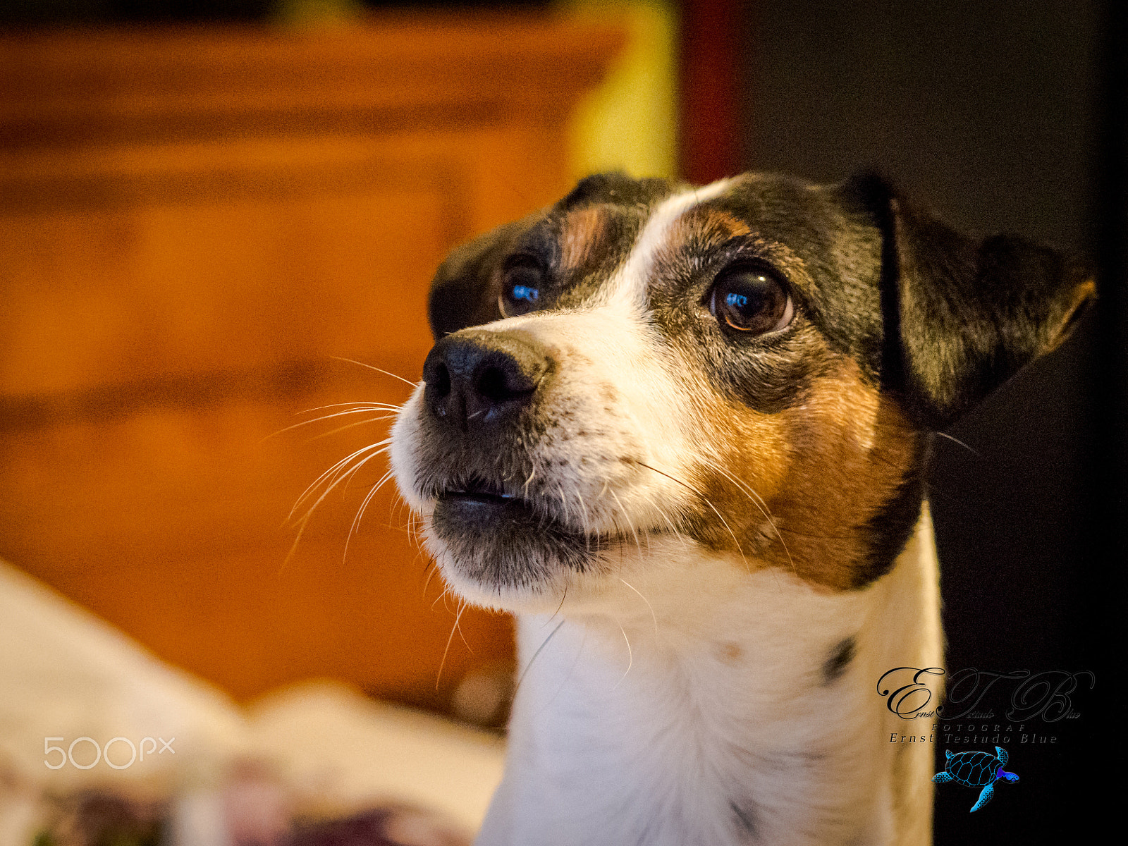 Olympus OM-D E-M1 Mark II + Olympus M.Zuiko Digital ED 40-150mm F2.8 Pro sample photo. Jackrussel terrier photography