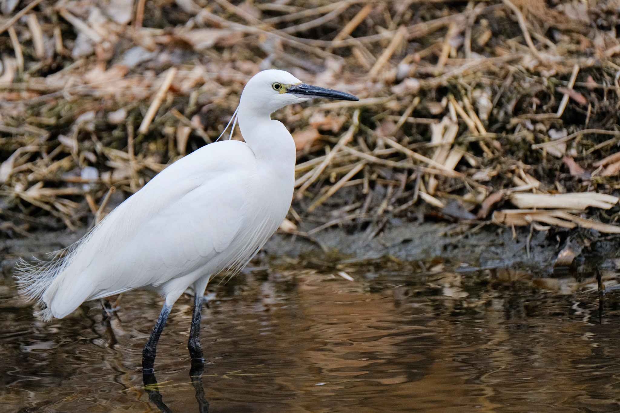 Fujifilm XF 100-400mm F4.5-5.6 R LM OIS WR sample photo. Dscf photography