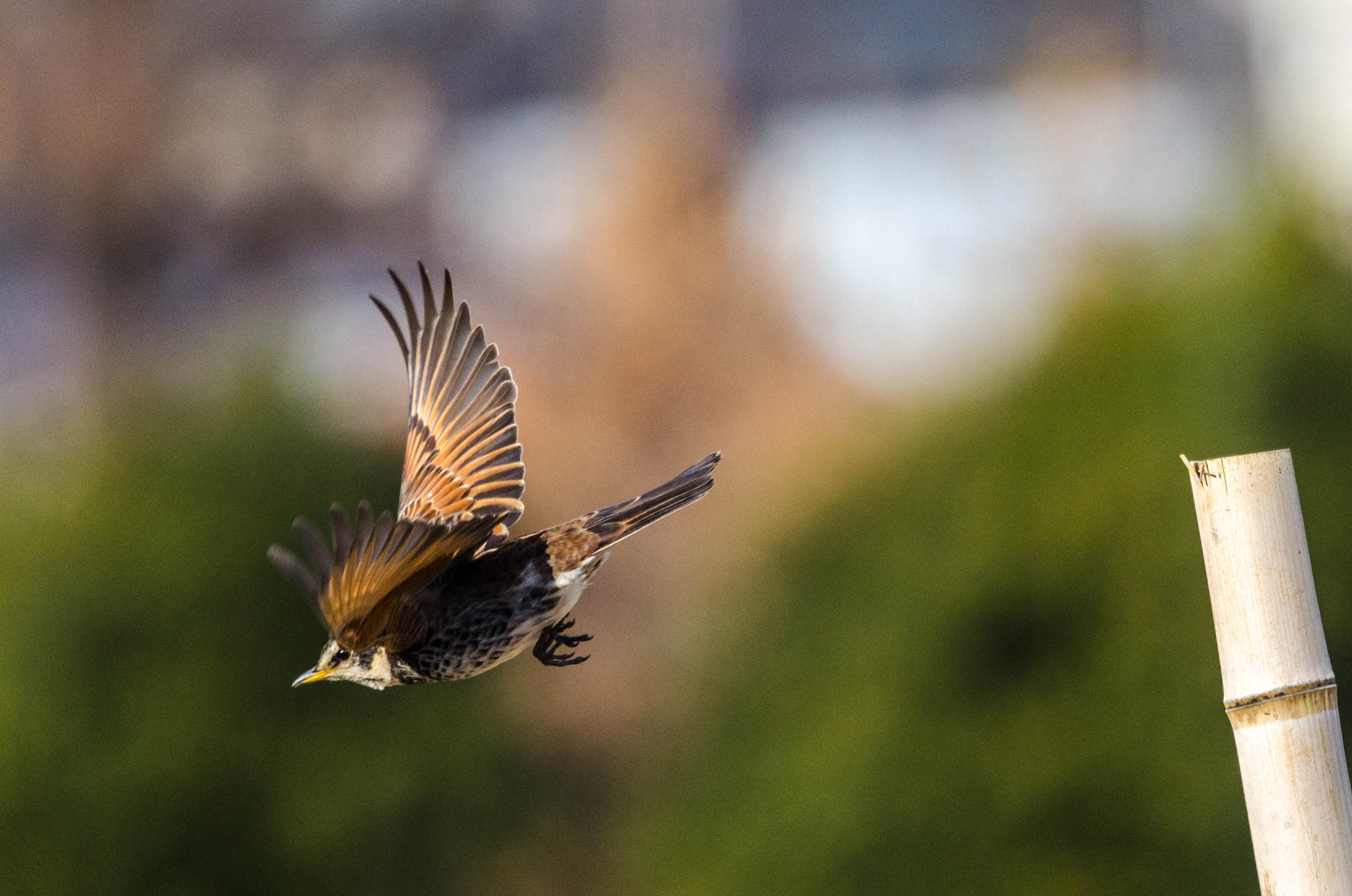 Nikon Nikkor AF-S 300mm F4E PF ED VR sample photo. Thrush photography