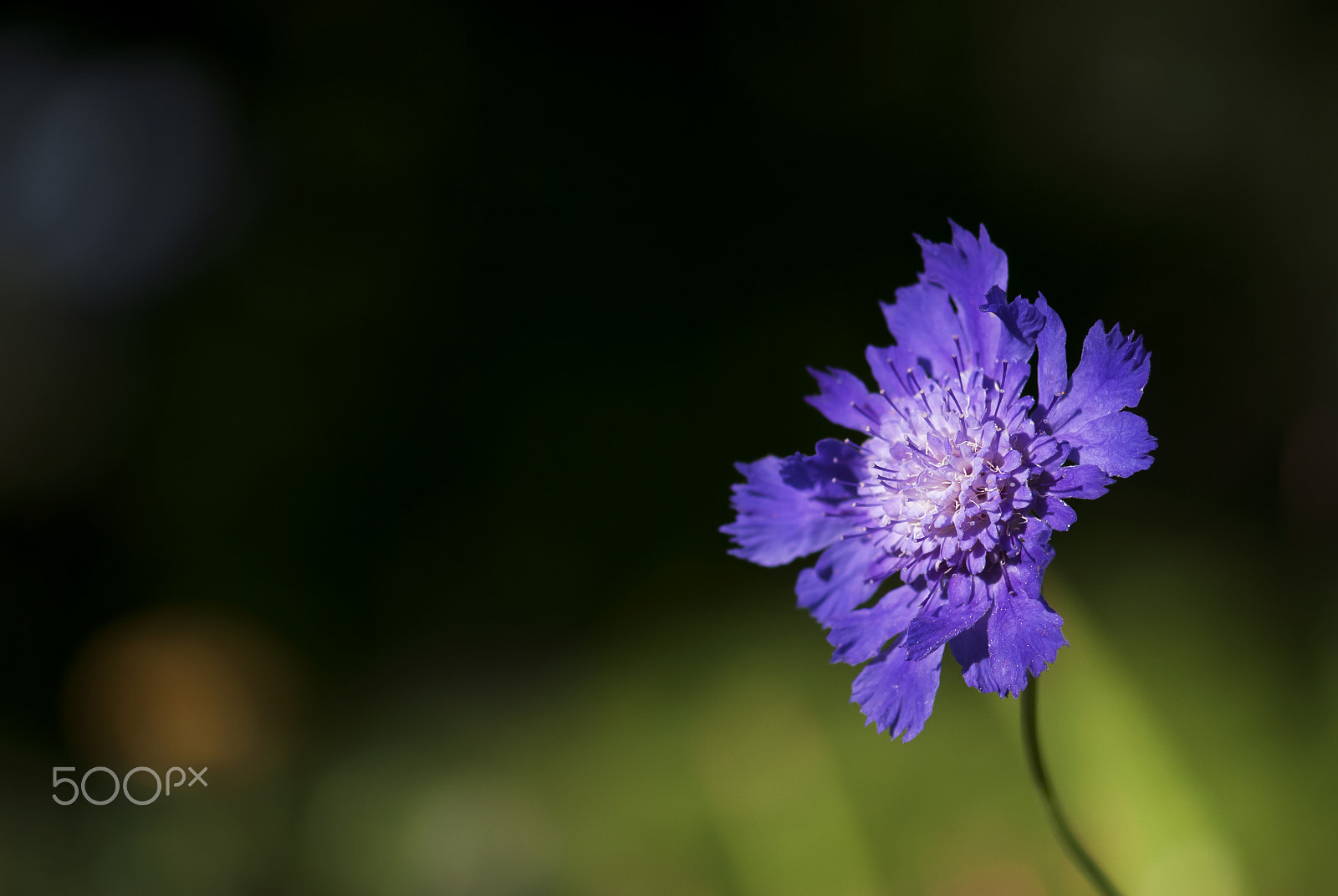 Nikon AF-S Micro-Nikkor 105mm F2.8G IF-ED VR sample photo. Purple pincushion flower photography