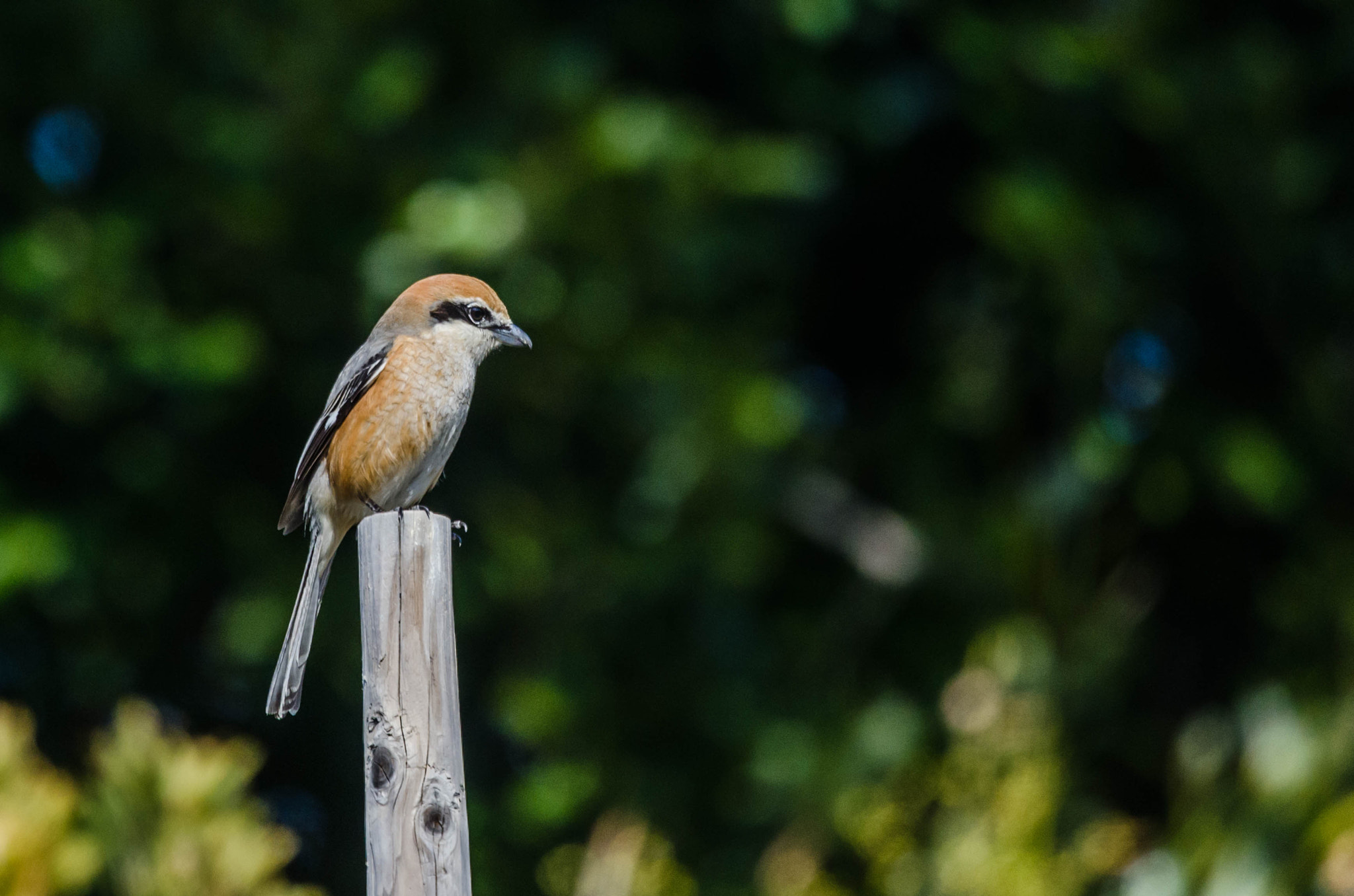 Nikon Nikkor AF-S 300mm F4E PF ED VR sample photo. Shrike photography
