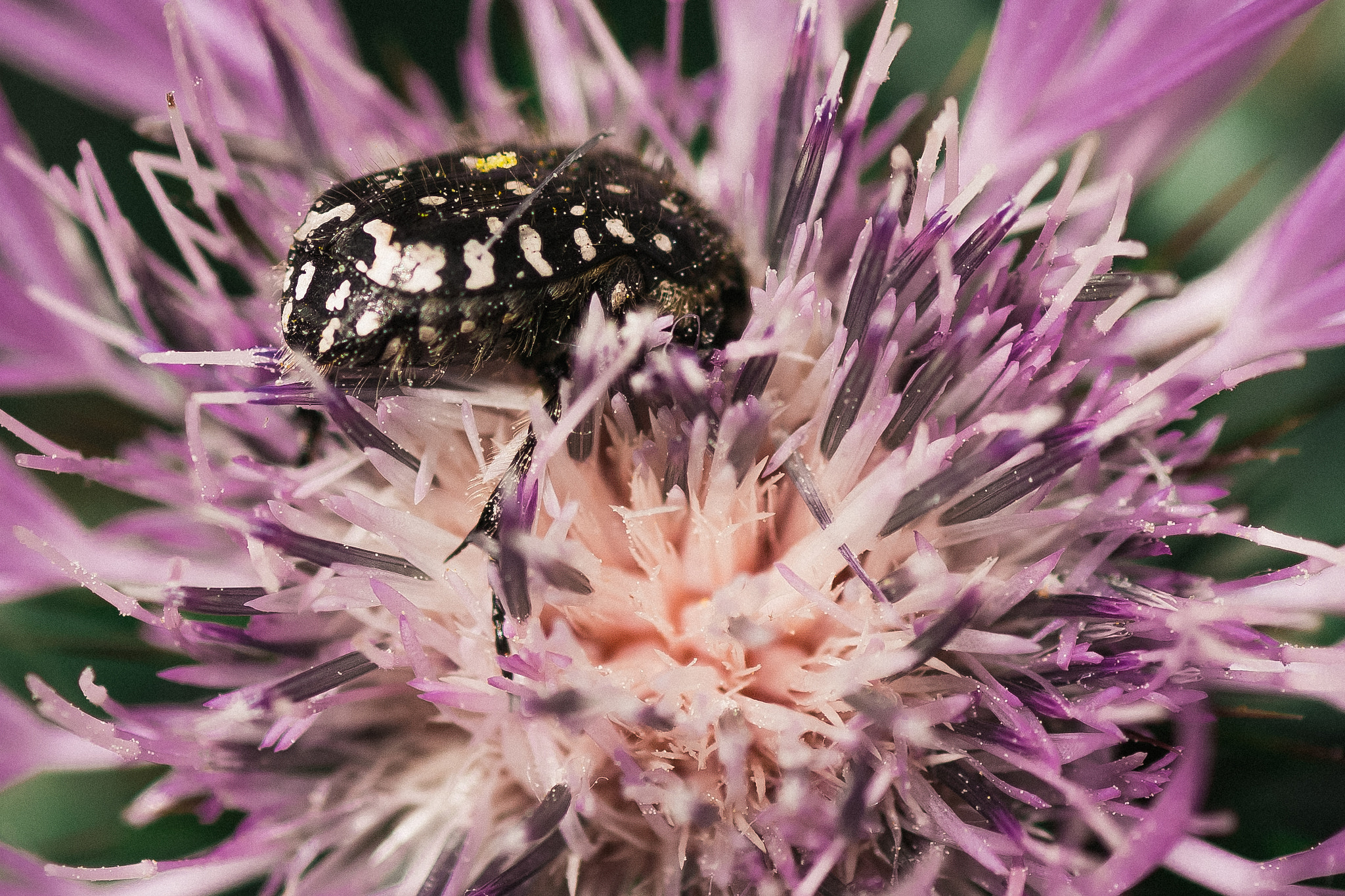 Pentax K-S2 + Tamron SP AF 90mm F2.8 Di Macro sample photo. Spring is coming, and i'm hungry folks! photography