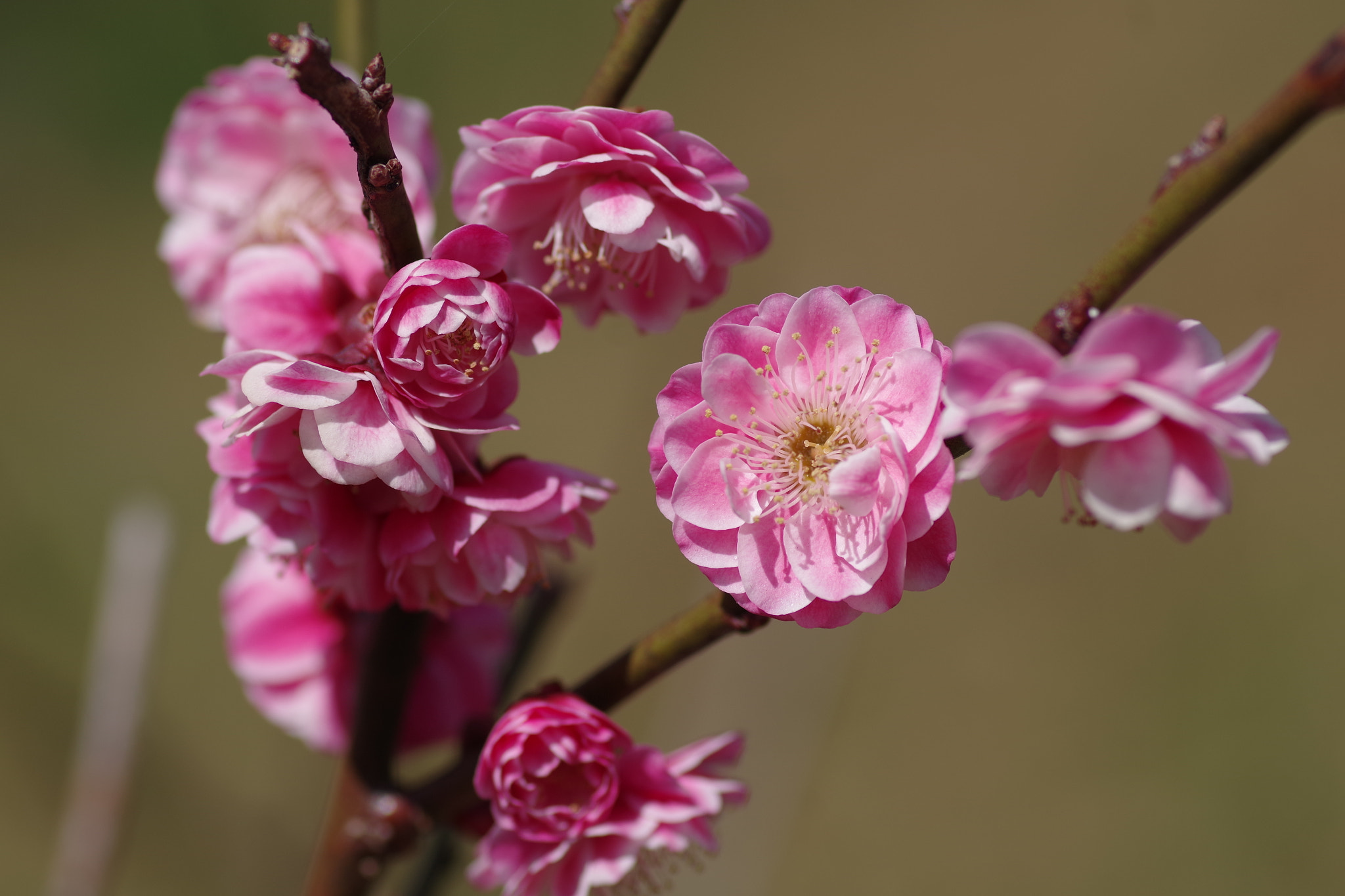 Pentax K-S2 + Pentax smc D-FA 100mm F2.8 Macro WR sample photo. Ume (楠玉) 2017-3 photography