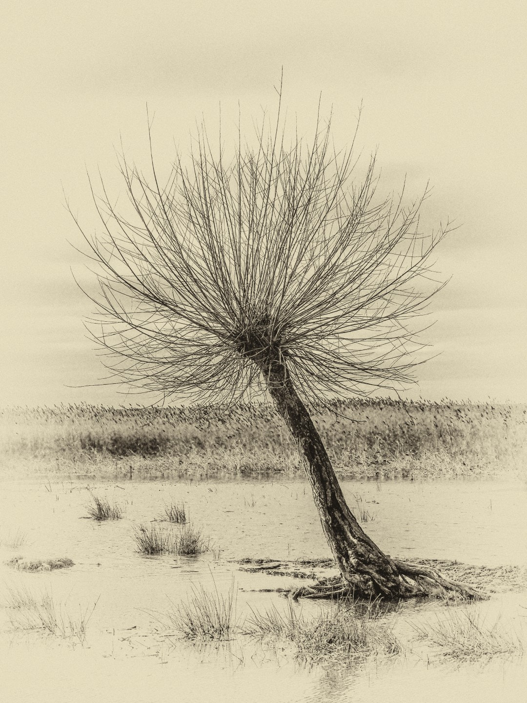 Nikon Coolpix P300 sample photo. Portrait of a tree in the wetlands photography