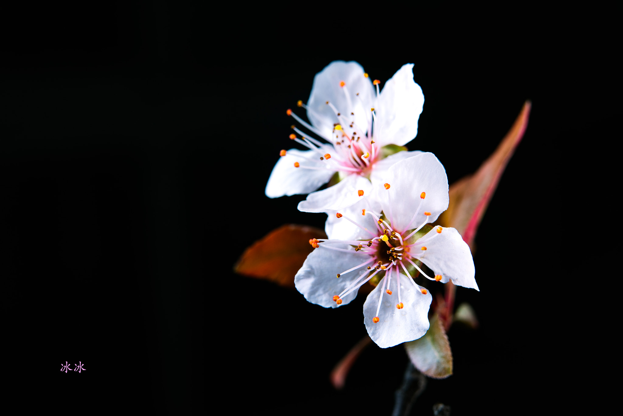 Nikon AF-S Micro-Nikkor 60mm F2.8G ED sample photo. Flower photography