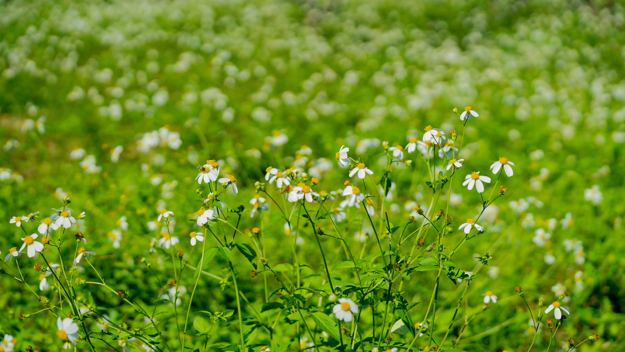 Sony a7 + Sony FE 90mm F2.8 Macro G OSS sample photo. Dsc photography
