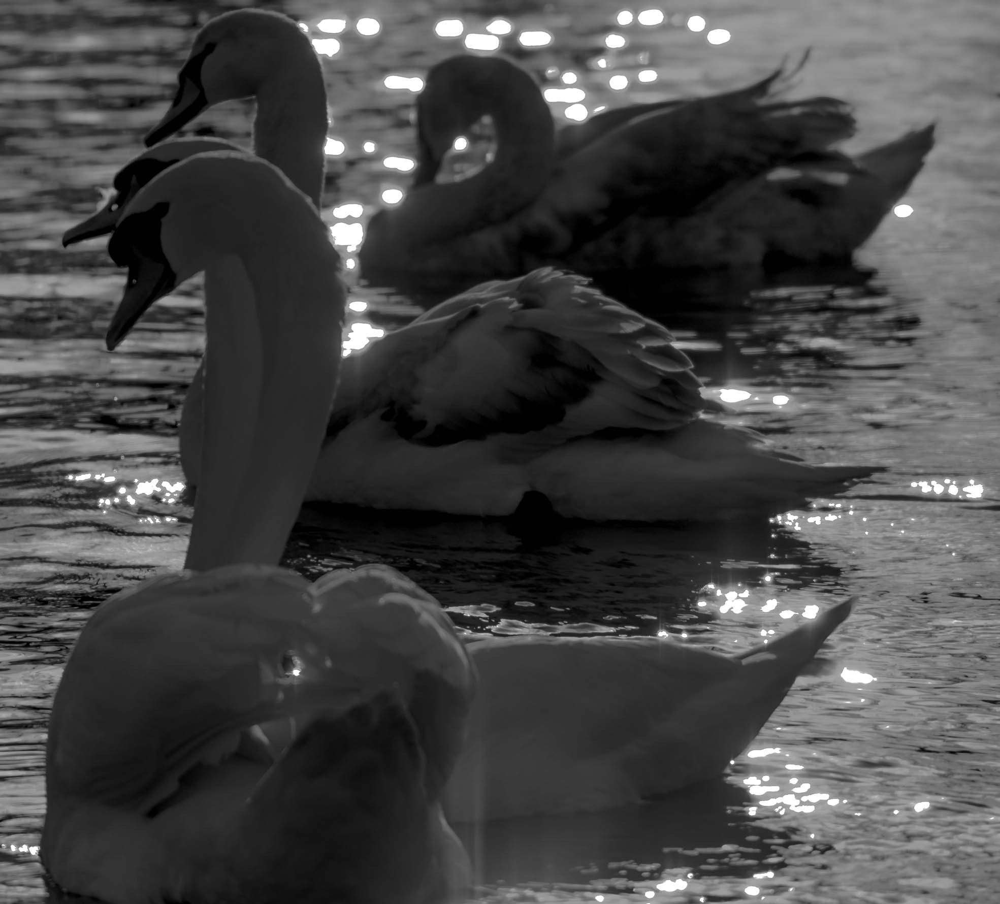 Sigma 150-500mm F5-6.3 DG OS HSM sample photo. White black swan. photography
