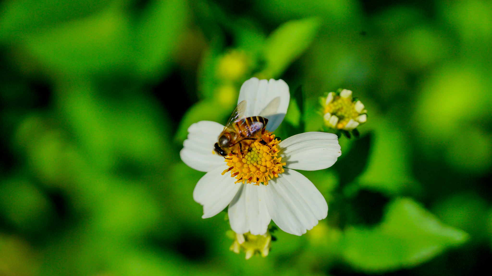 Sony a7 + Sony FE 90mm F2.8 Macro G OSS sample photo. Dsc photography