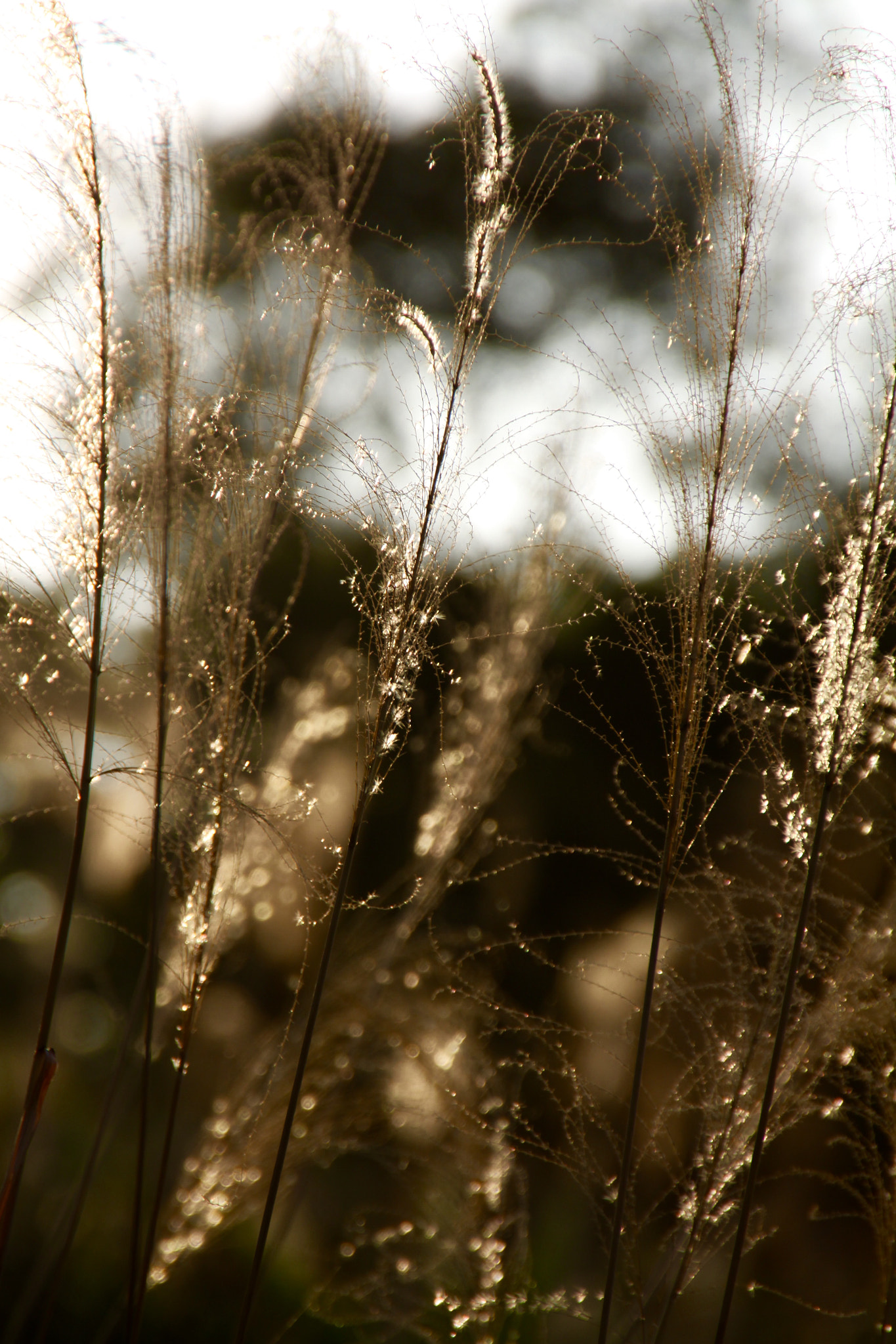 Canon 18-250mm sample photo. Golden time photography