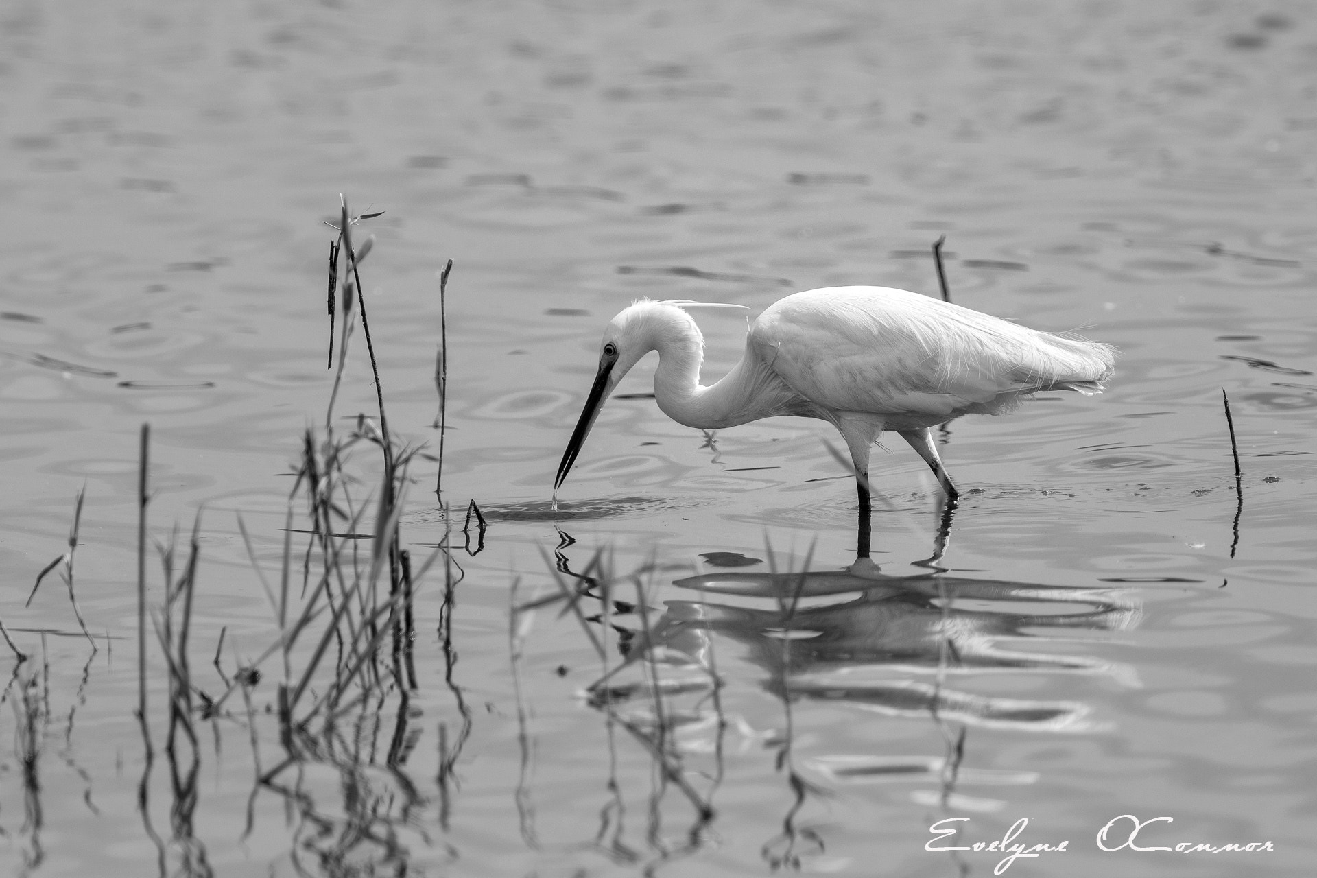 Canon EOS 7D Mark II + Canon EF 300mm F2.8L IS II USM sample photo. Great egret fishing photography