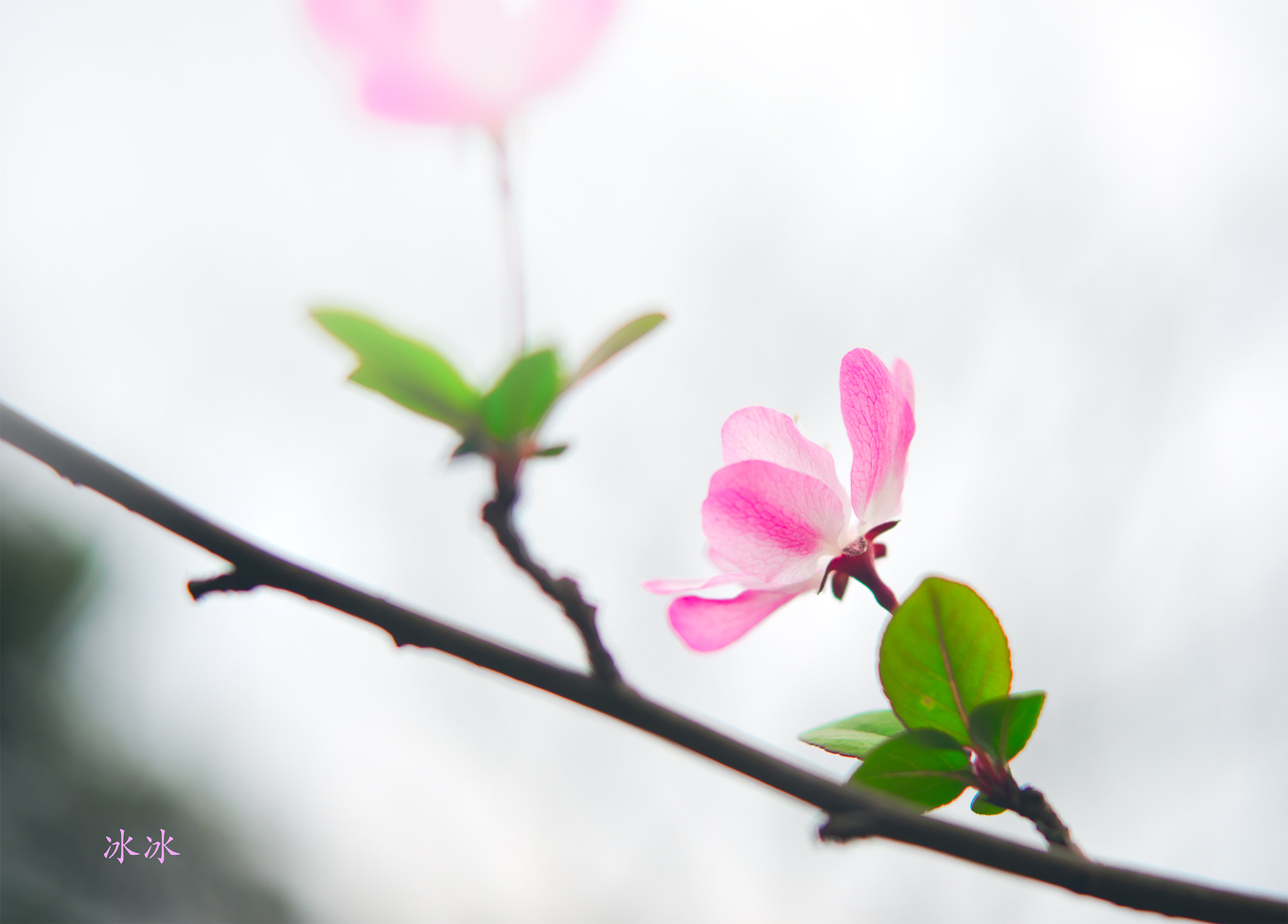 Nikon AF-S Micro-Nikkor 60mm F2.8G ED sample photo. Dsc photography