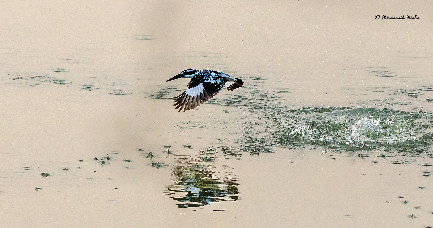 Canon EF 400mm F5.6L USM sample photo. Pied kingfisher... photography