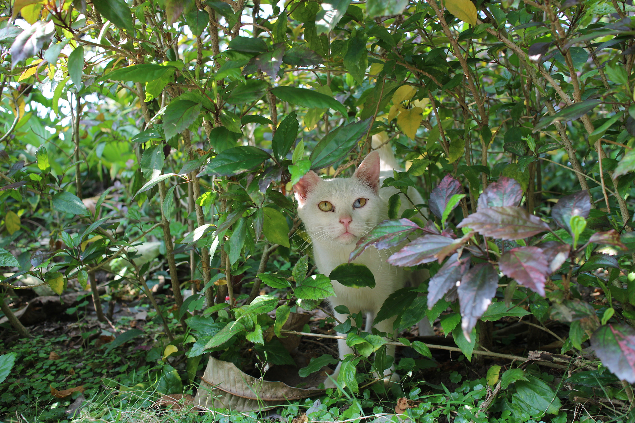 Canon EOS M2 + Canon EF-M 22mm F2 STM sample photo. Img photography