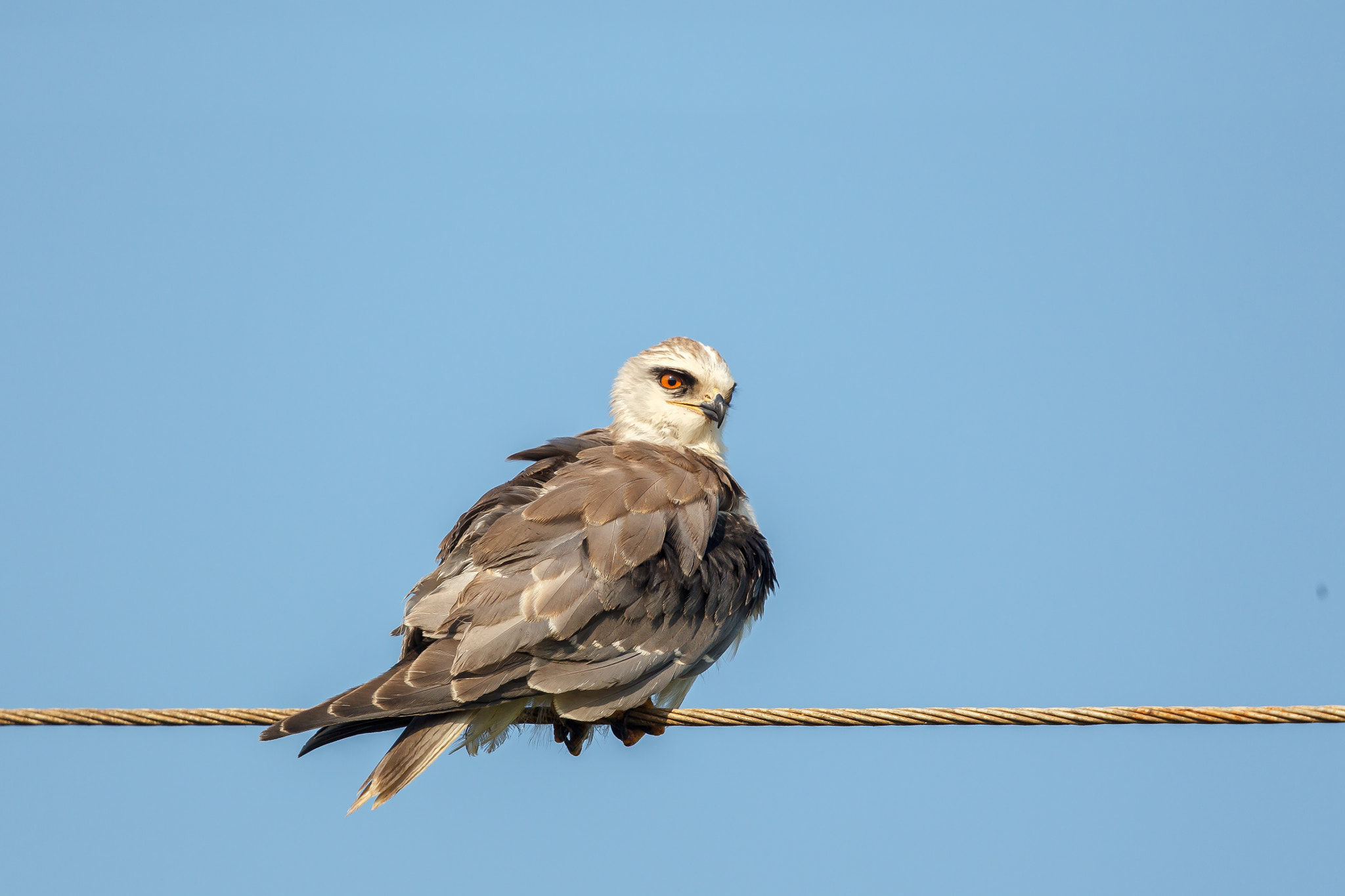 Canon EOS-1D Mark IV + Canon EF 500mm F4L IS II USM sample photo. Black-winged kite perched on  wire photography