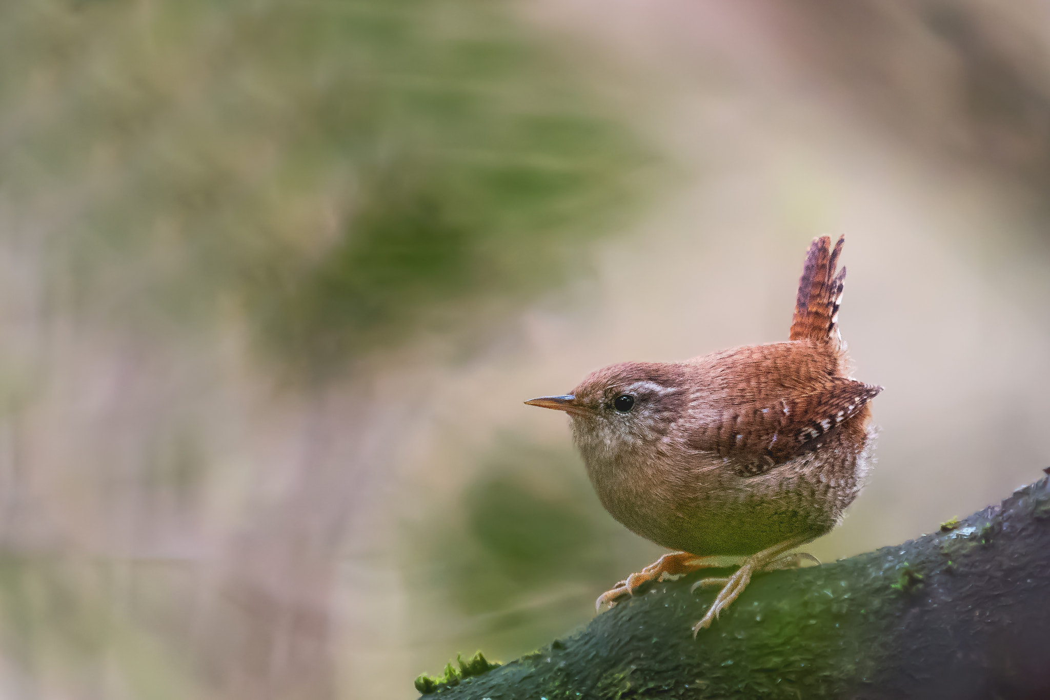 Nikon D500 sample photo. Wren photography