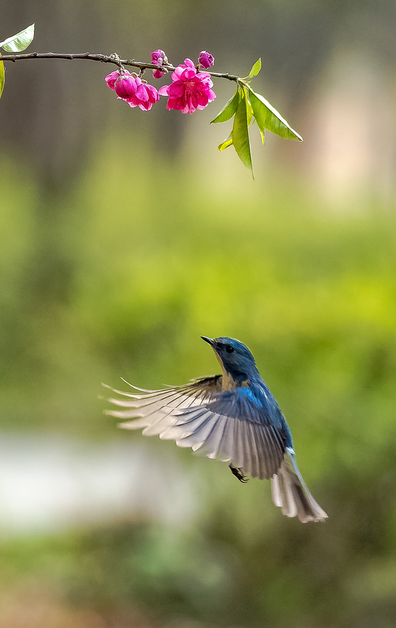 Nikon AF-S Nikkor 70-200mm F2.8G ED VR II sample photo. 飞翔。 photography