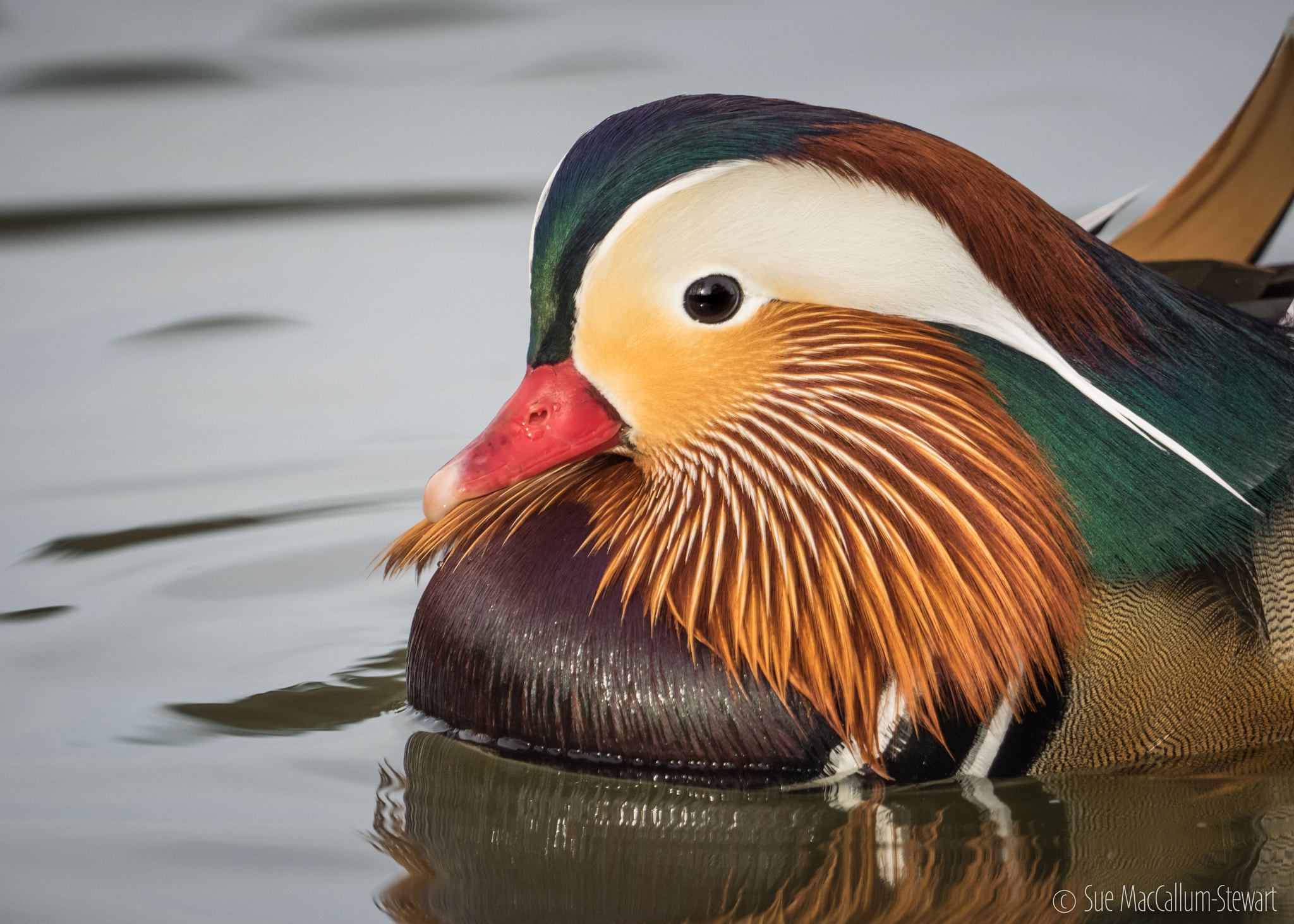 M.300mm F4.0 + MC-14 sample photo. Mandarin duck photography