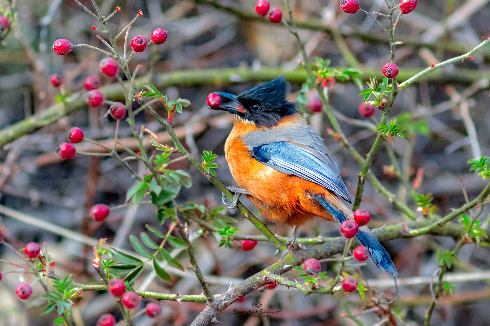 Canon EF 300mm F4L IS USM sample photo. Rufous sibia photography