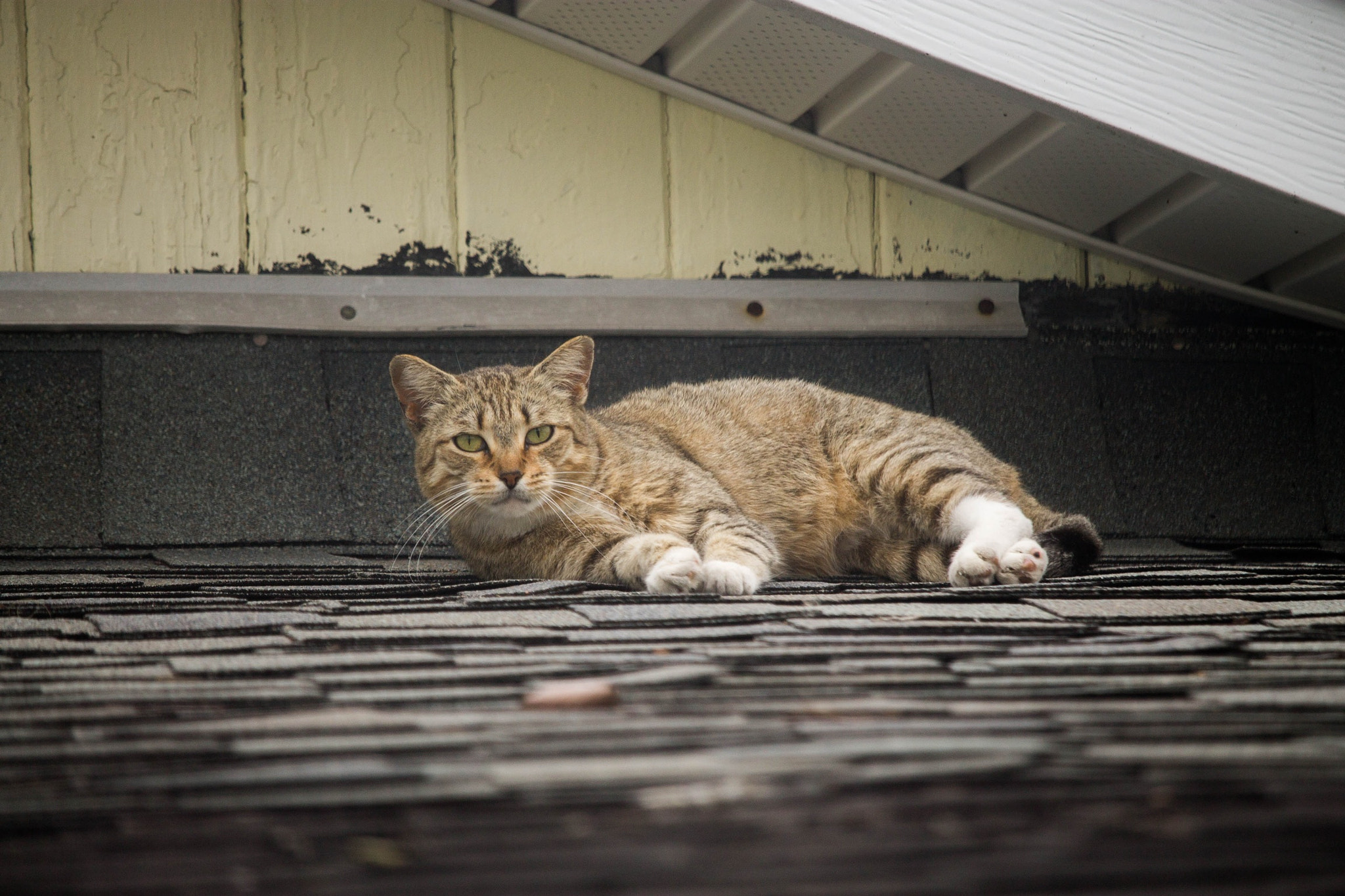 Canon EF-S 55-250mm F4-5.6 IS STM sample photo. Stray cat on the roof photography