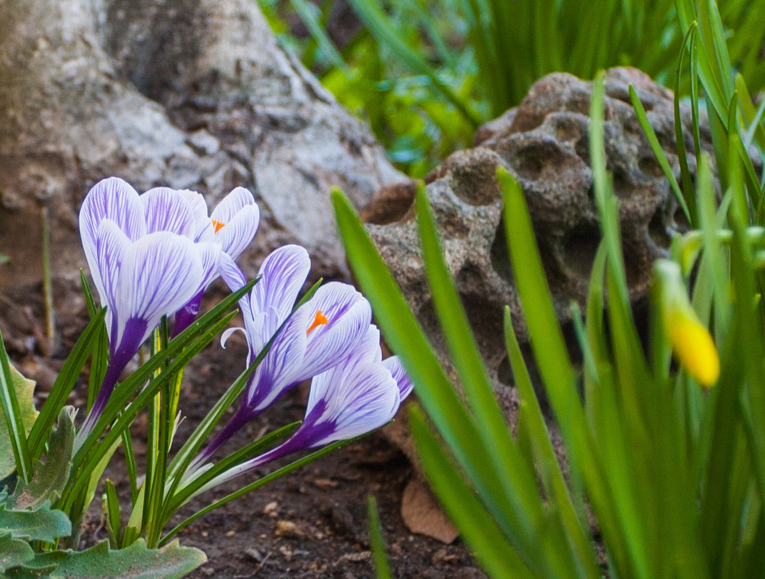 Canon EOS 5D sample photo. In the garden photography