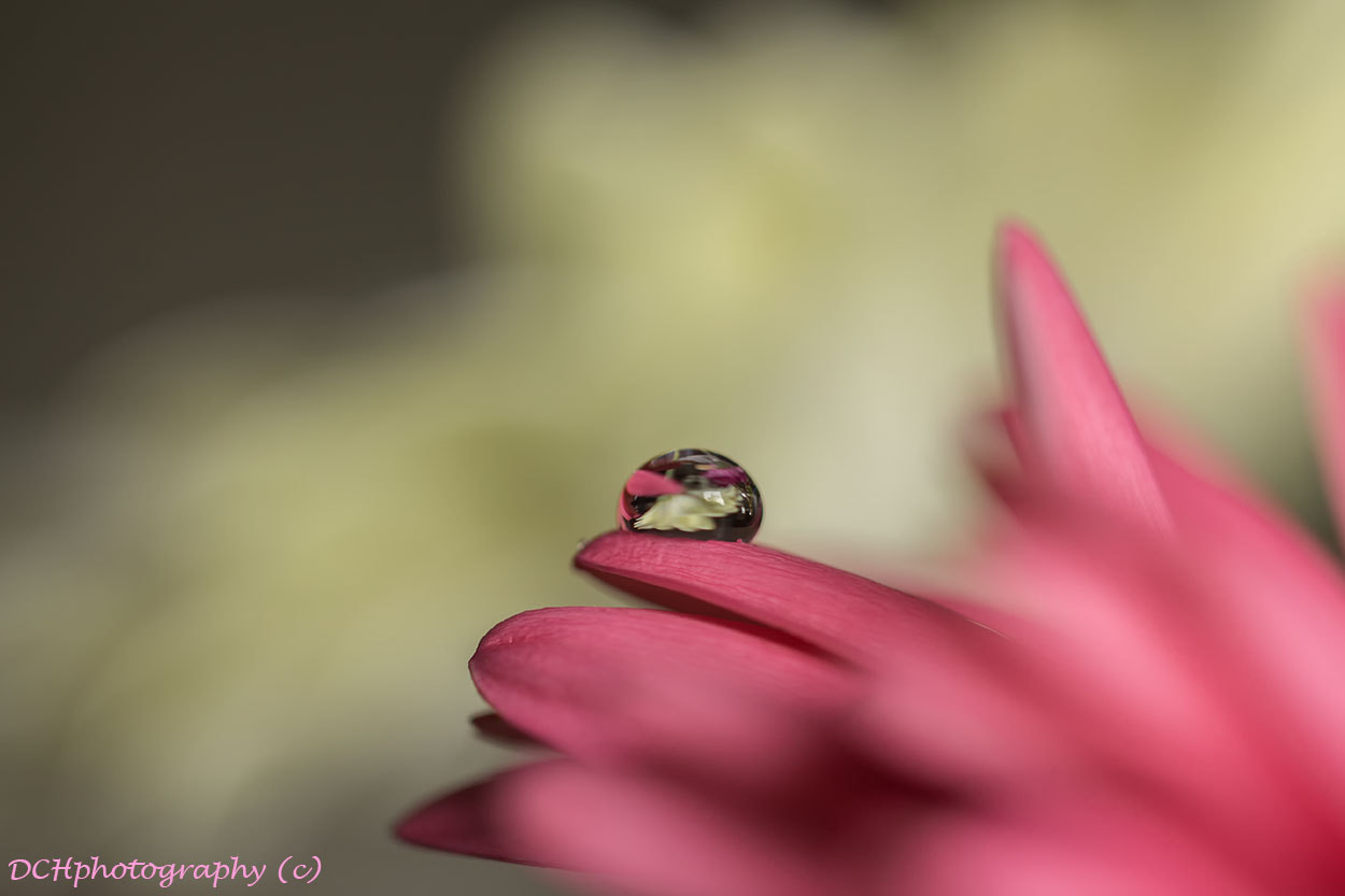 Canon EF 100mm F2.8L Macro IS USM sample photo. Reflection photography